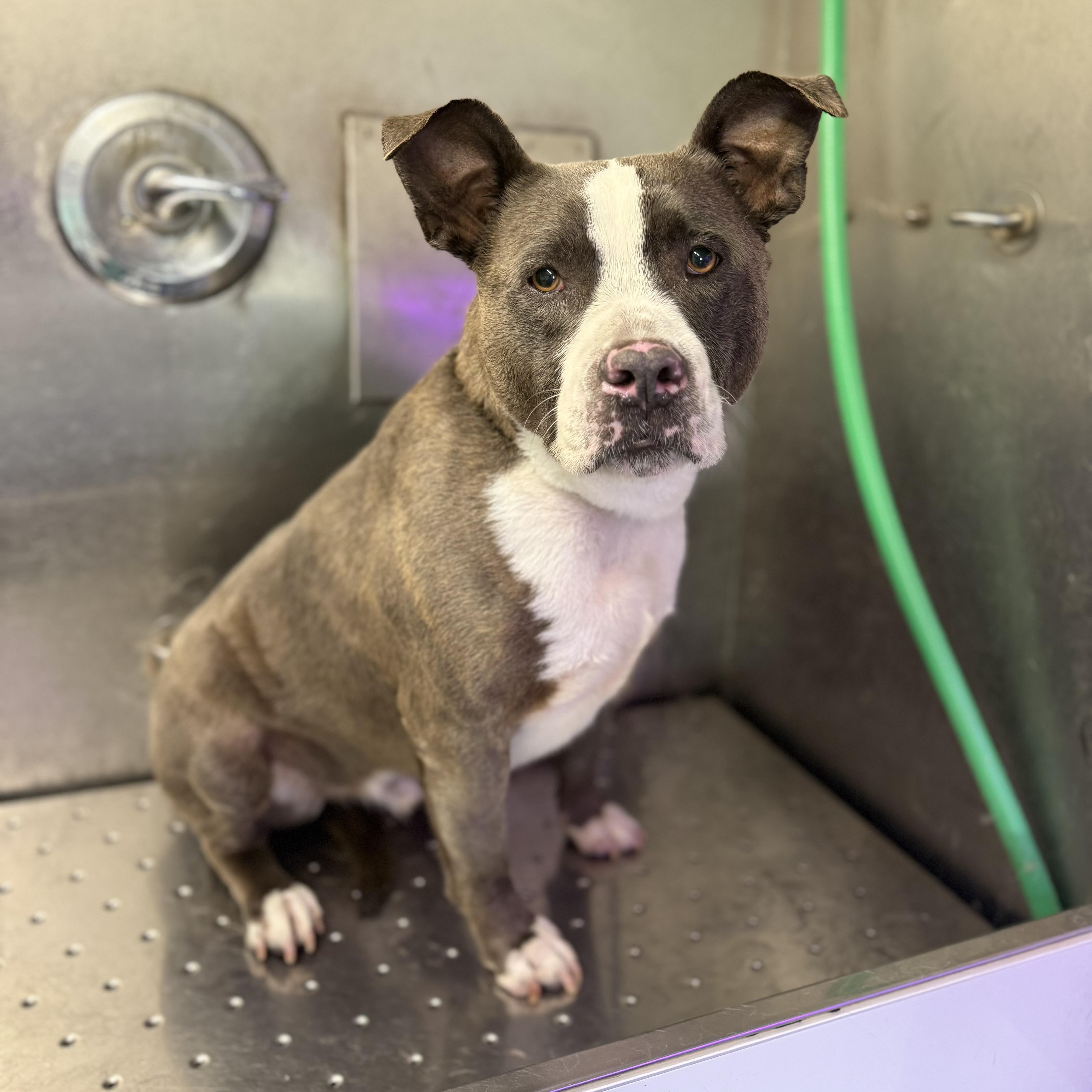 Enlarge Biggie, a ADOPTABLE mixed breed in Van Nuys, CA image 2/6