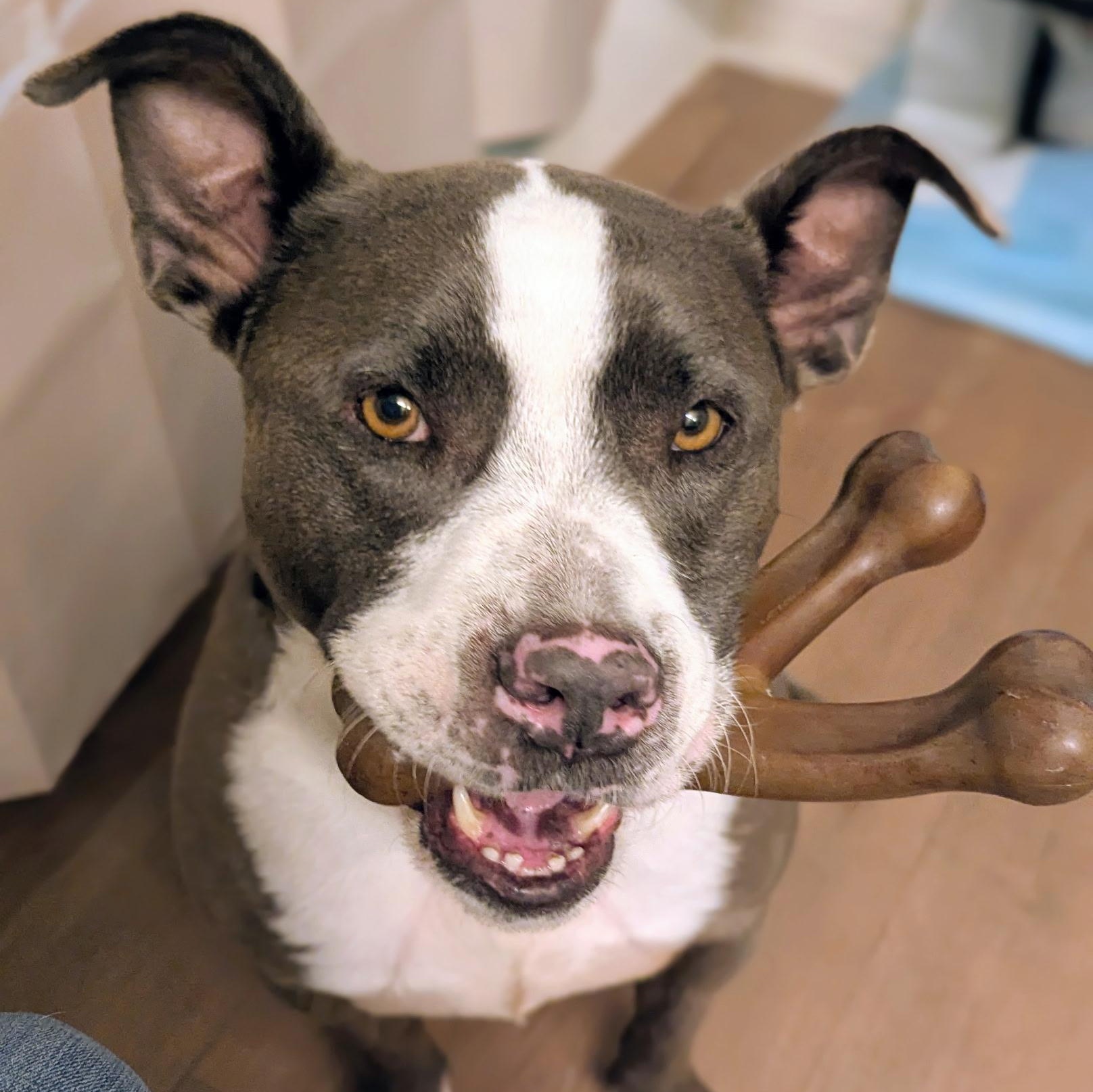 Biggie, ADOPTABLE, Adult Male American Staffordshire Terrier.