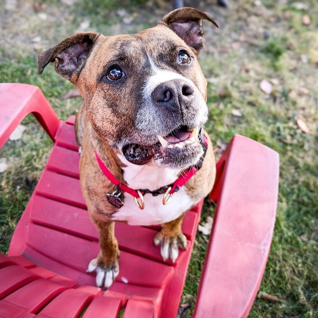 Reba, a Adoptable Pit Bull Terrier in Detroit, MI image 4/6