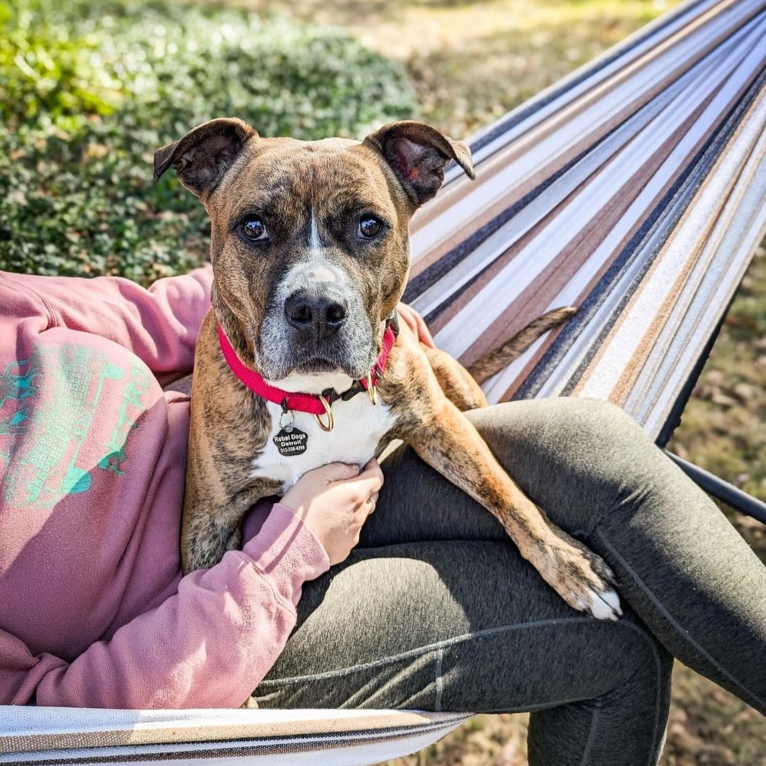 Reba, a Adoptable Pit Bull Terrier in Detroit, MI image 5/6