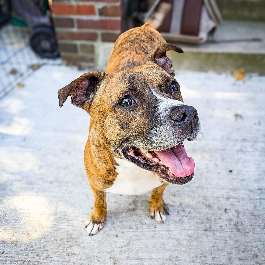 Reba, a Adoptable Pit Bull Terrier in Detroit, MI image 6/6