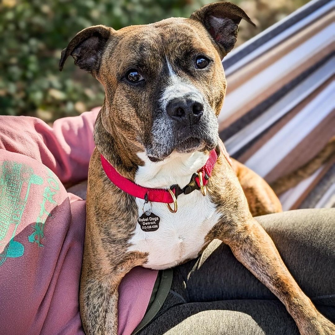 Reba, a Adoptable Pit Bull Terrier in Detroit, MI image 3/6
