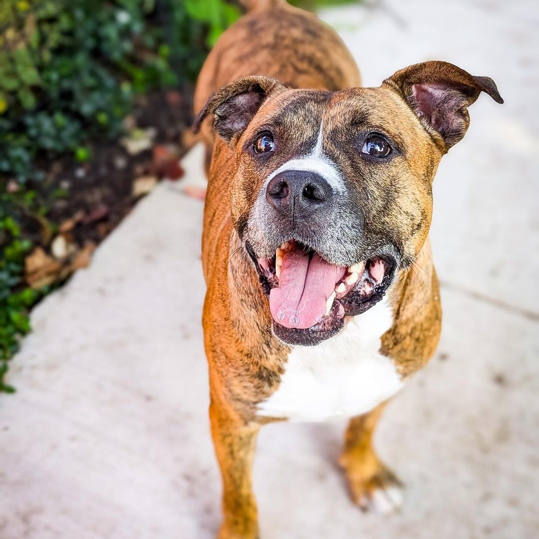 Reba, a Adoptable Pit Bull Terrier in Detroit, MI image 1/6