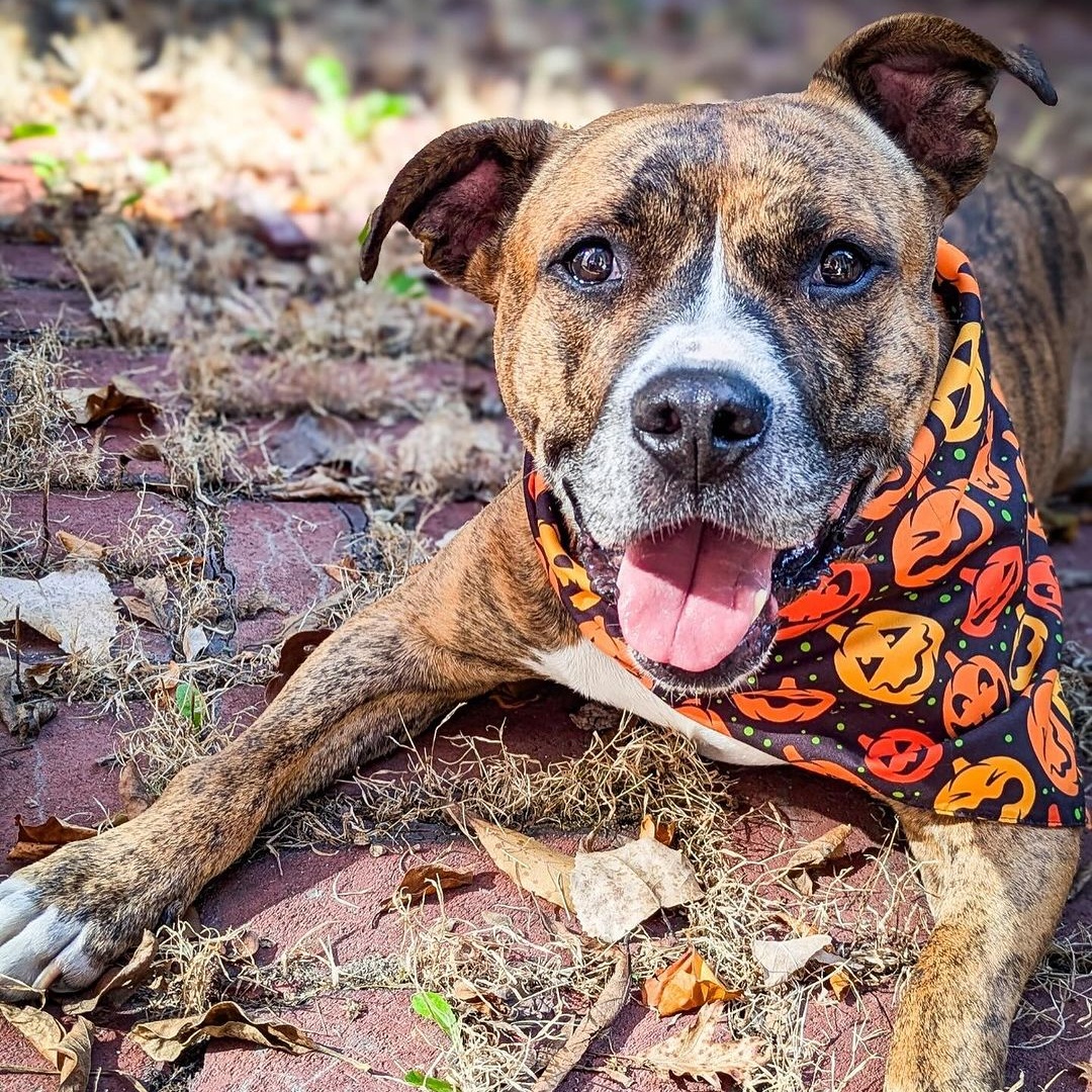 Reba, a Adoptable Pit Bull Terrier in Detroit, MI image 2/6