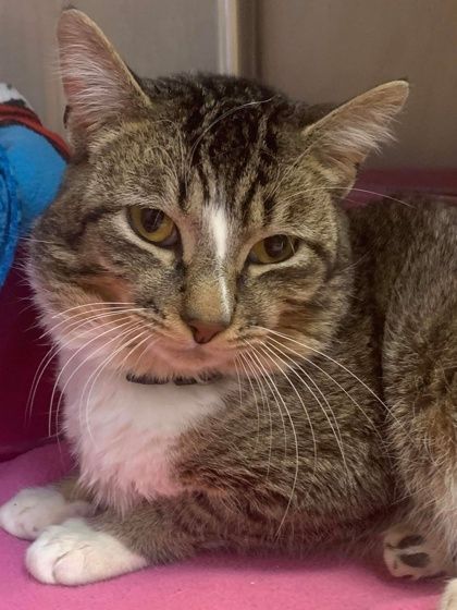 Chestnut, a Adoptable mixed breed in Portsmouth, OH image 2/5