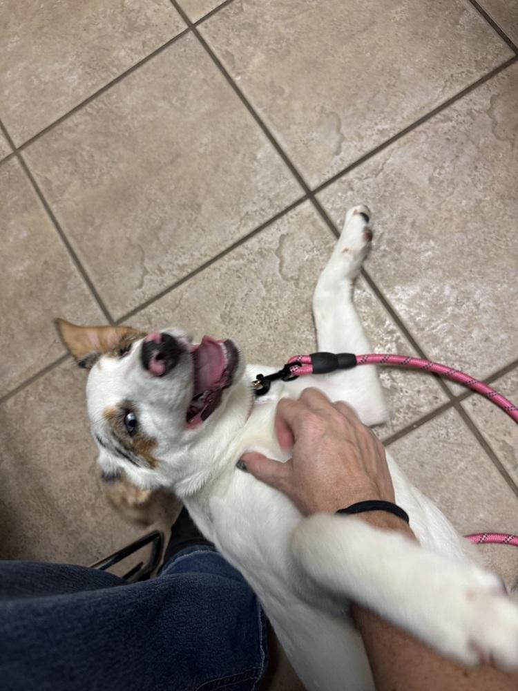 Enlarge Stevie, a Adoptable mixed breed in Clinton Township, MI image 2/5