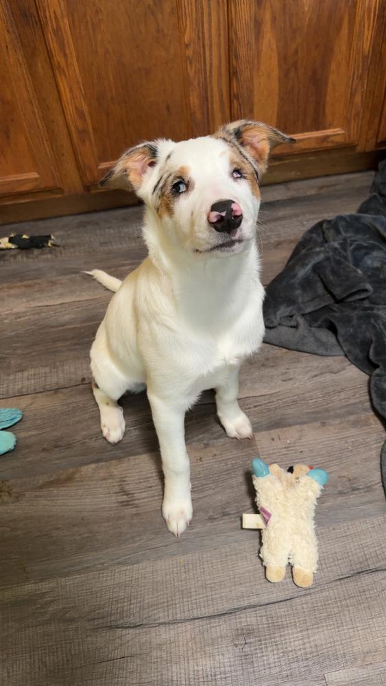 Enlarge Stevie, a Adoptable mixed breed in Clinton Township, MI image 3/5