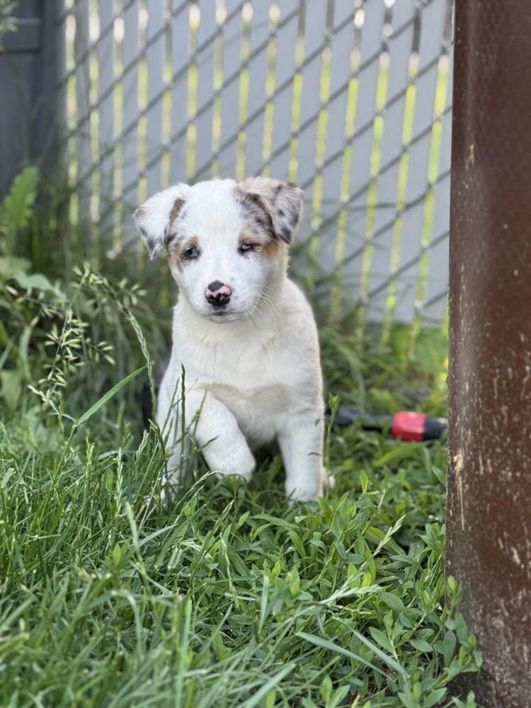 Enlarge Stevie, a Adoptable mixed breed in Clinton Township, MI image 4/5