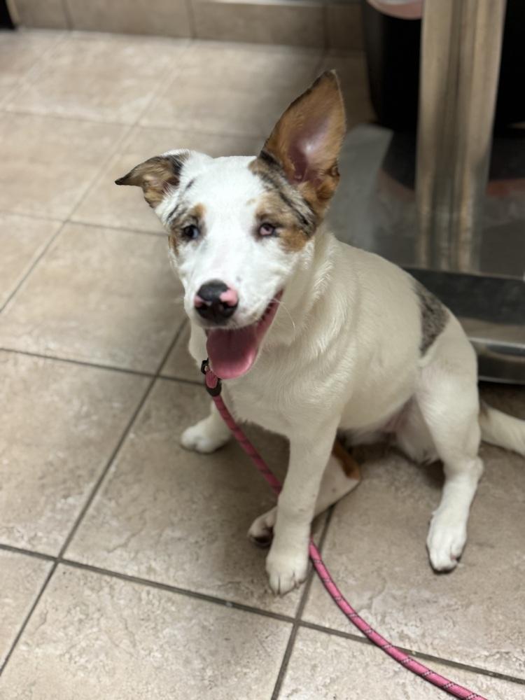 Enlarge Stevie, a Adoptable mixed breed in Clinton Township, MI image 5/5