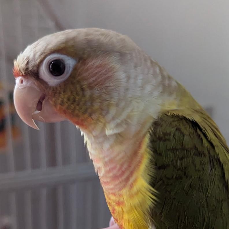 Martini, adopted, Adult Female Conure.