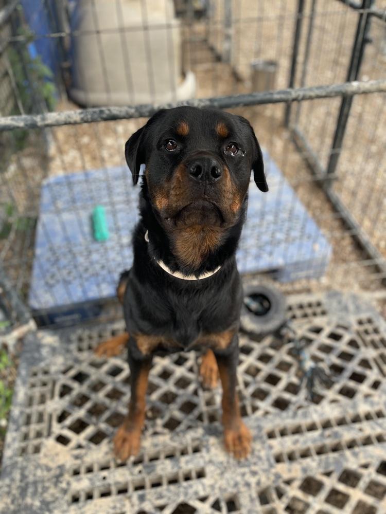 MS Zeus, Adopted, Adult Male Rottweiler.