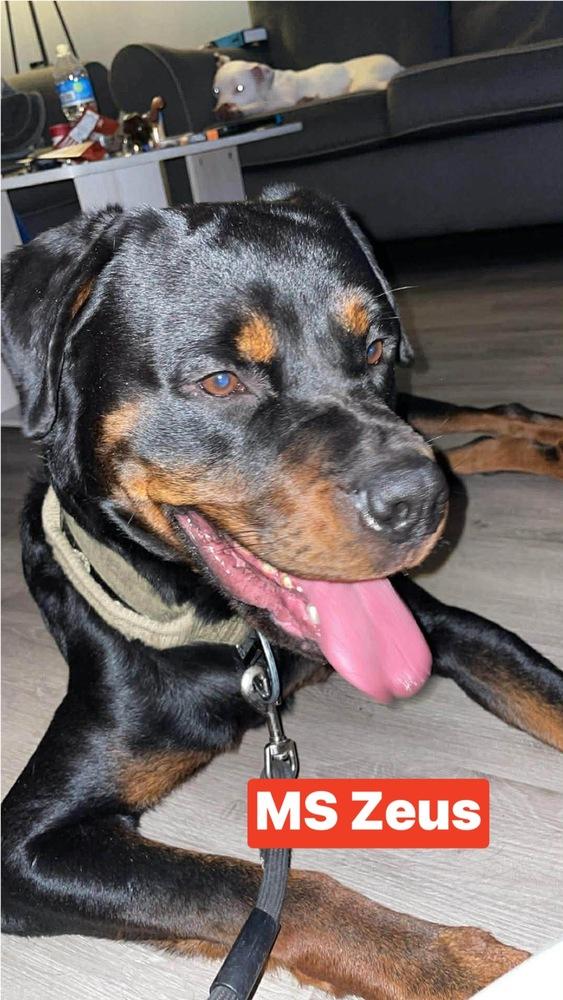 Enlarge MS Zeus, a Adoptable Rottweiler in Warrenton, MO image 1/2