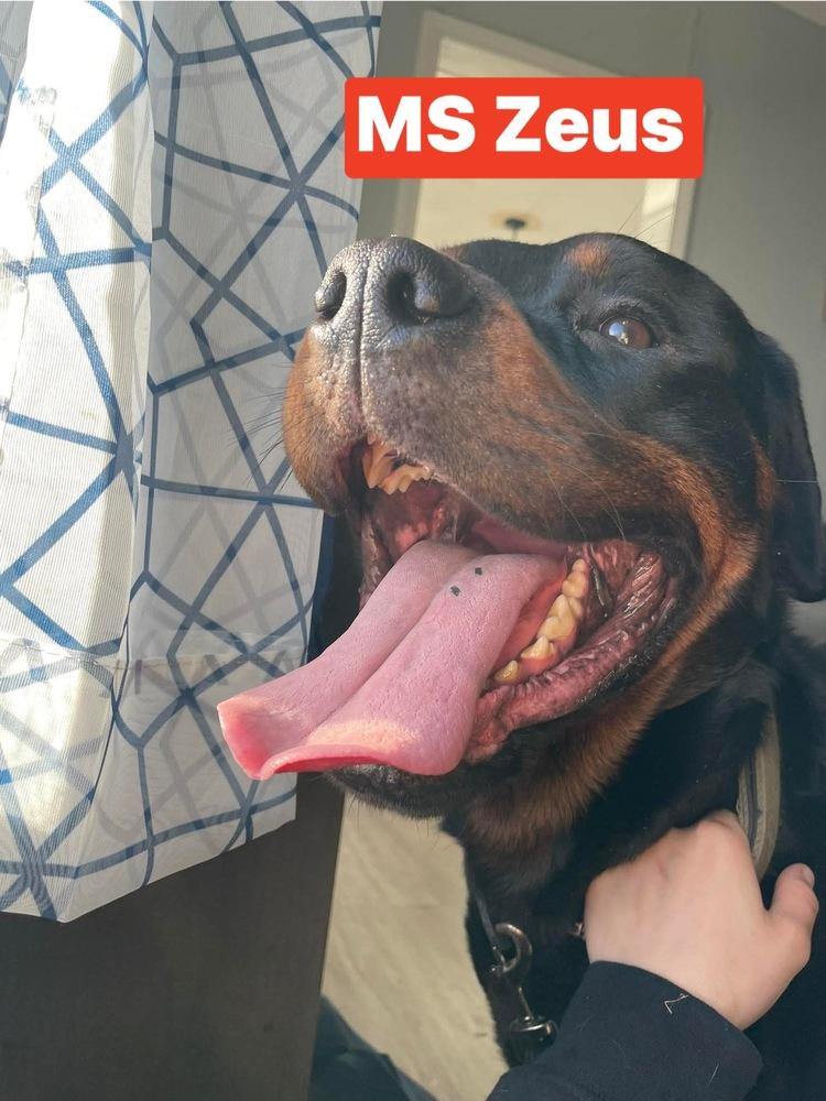 Enlarge MS Zeus, a Adoptable Rottweiler in Warrenton, MO image 2/2