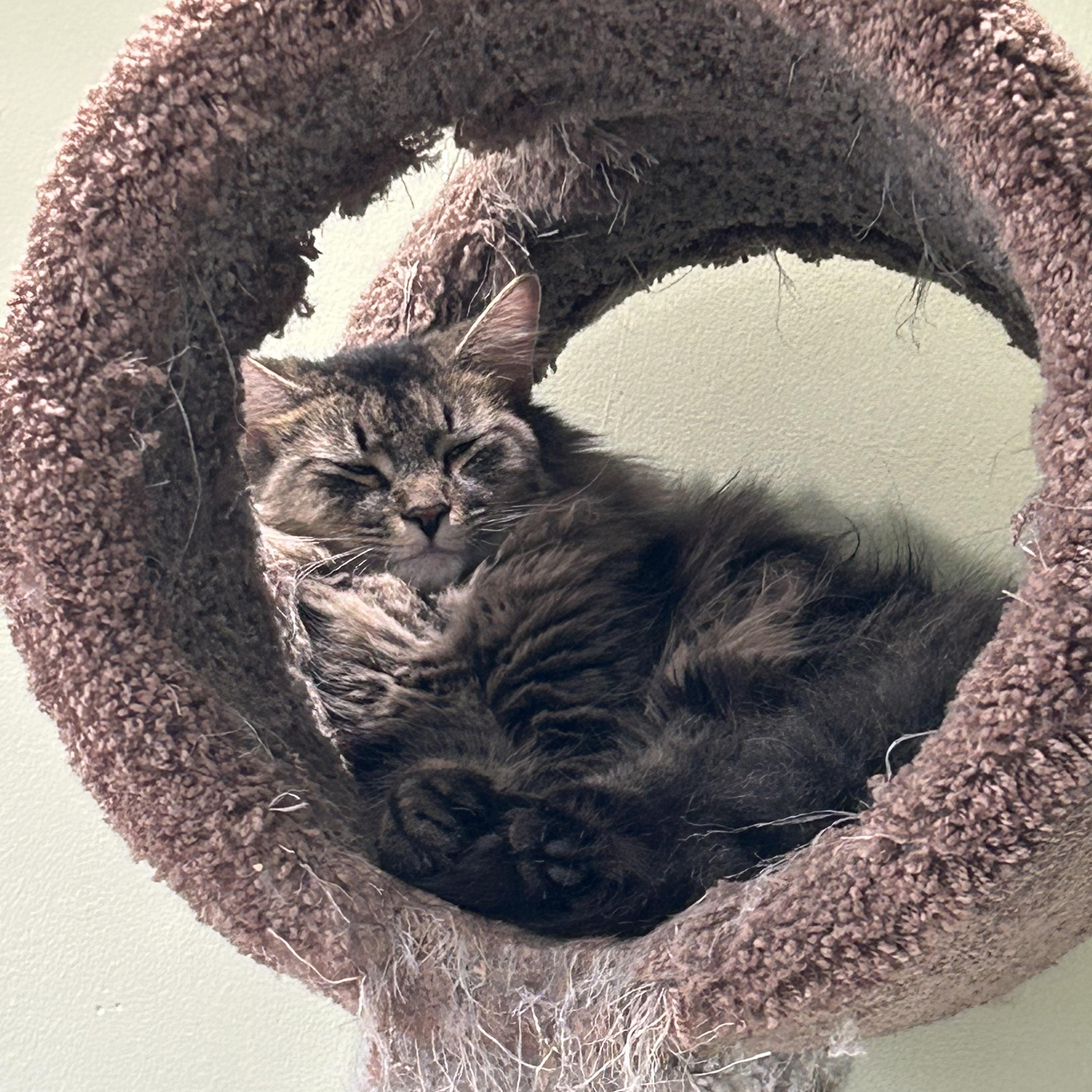 Enlarge Zeus, a ADOPTABLE Domestic Long Hair in Cape May, NJ image 4/6