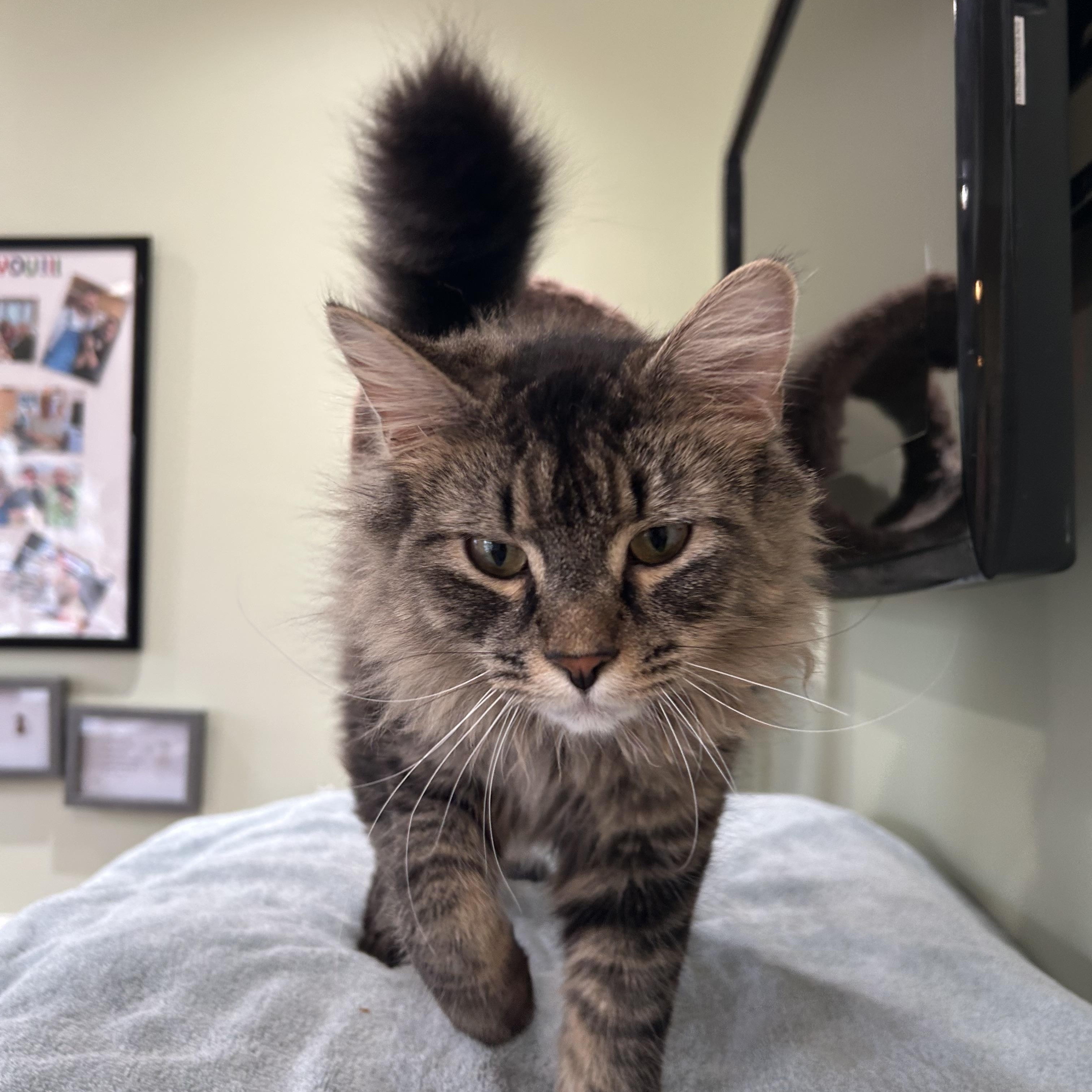 Enlarge Zeus, a ADOPTABLE Domestic Long Hair in Cape May, NJ image 6/6