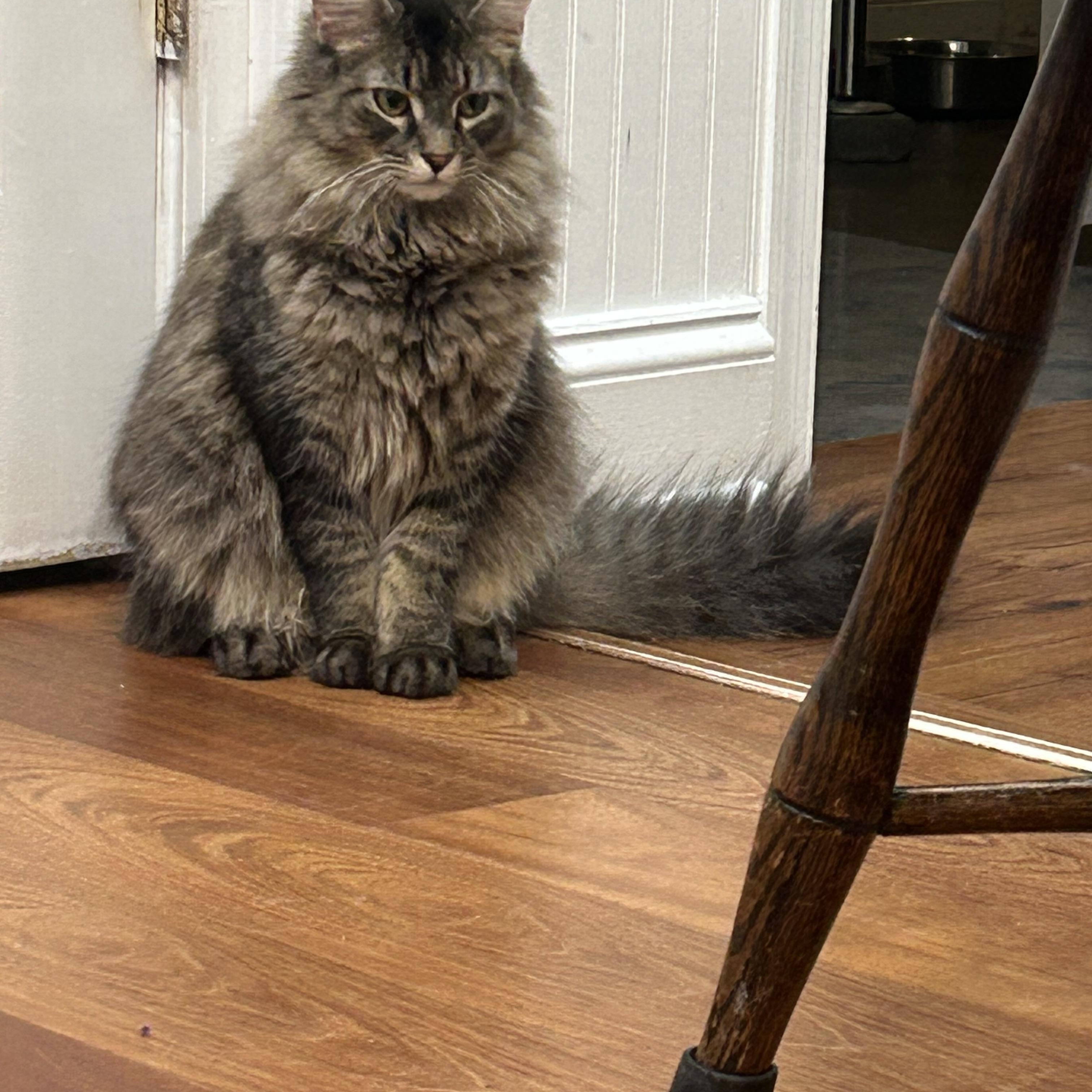 Enlarge Zeus, a ADOPTABLE Domestic Long Hair in Cape May, NJ image 5/6