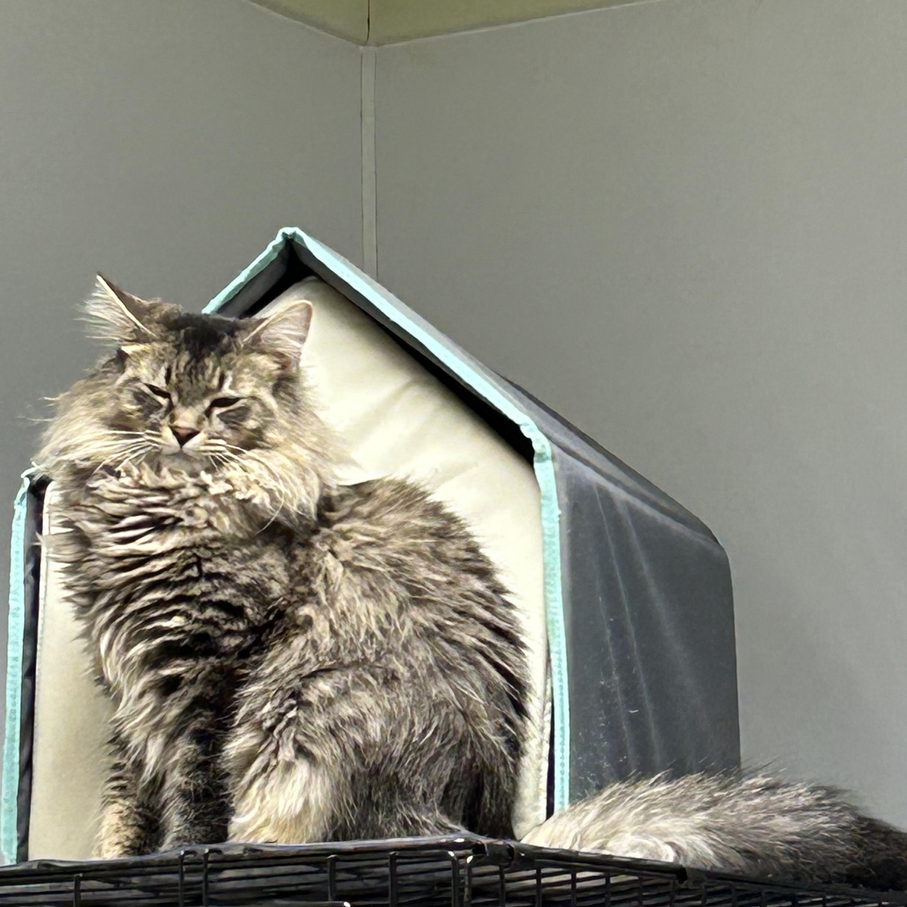 Zeus, ADOPTABLE, Young Male Domestic Long Hair.