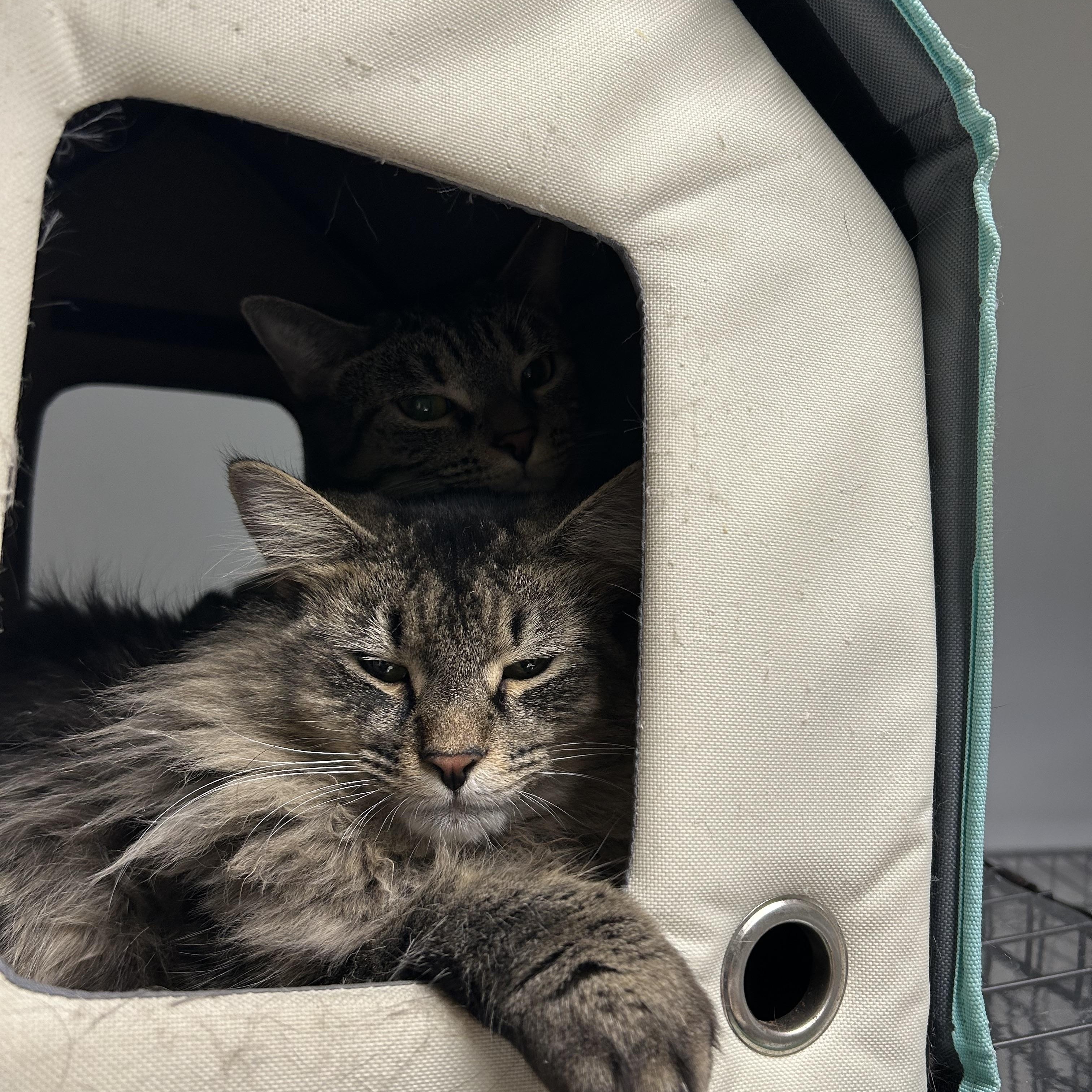 Enlarge Zeus, a ADOPTABLE Domestic Long Hair in Cape May, NJ image 3/6