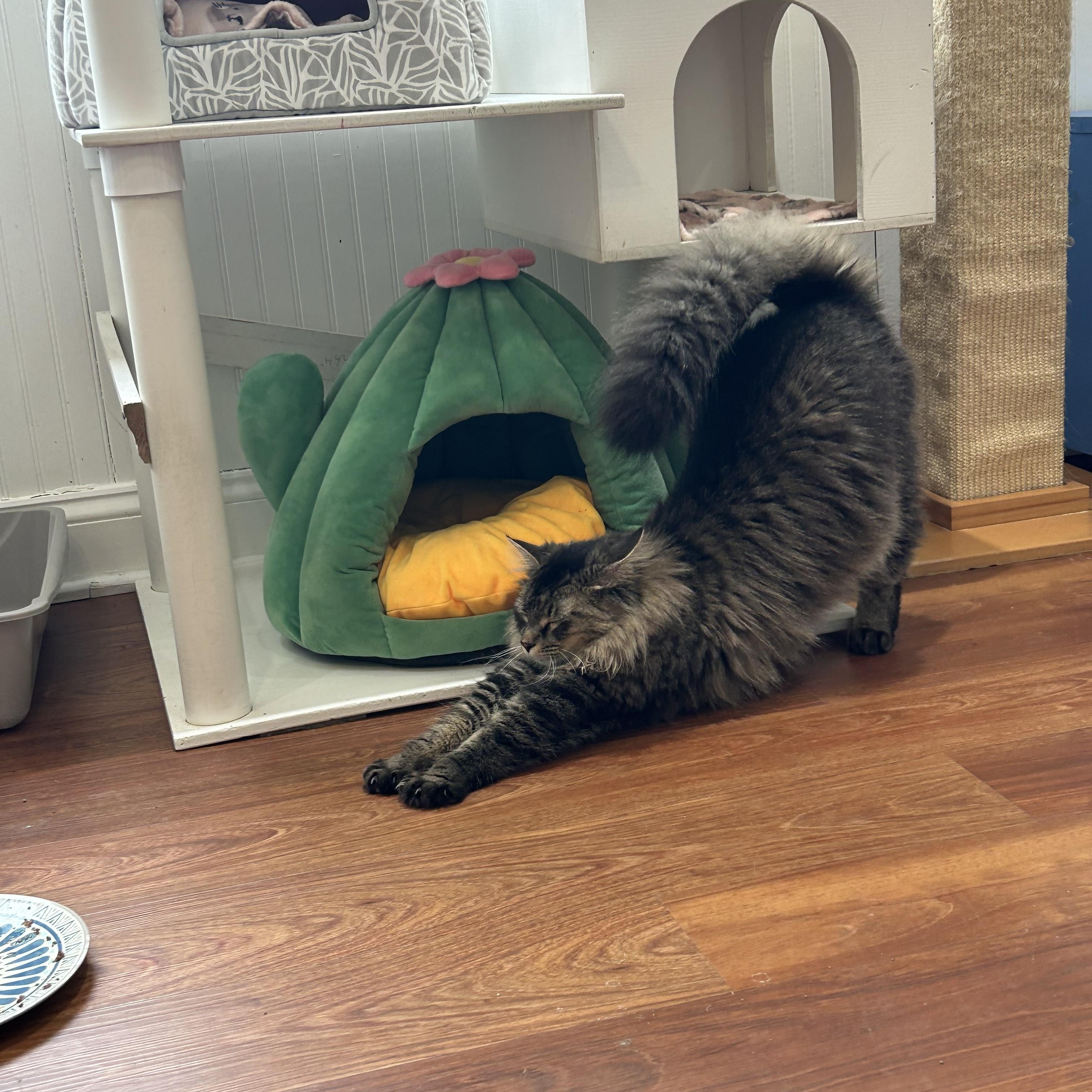 Enlarge Zeus, a ADOPTABLE Domestic Long Hair in Cape May, NJ image 2/6