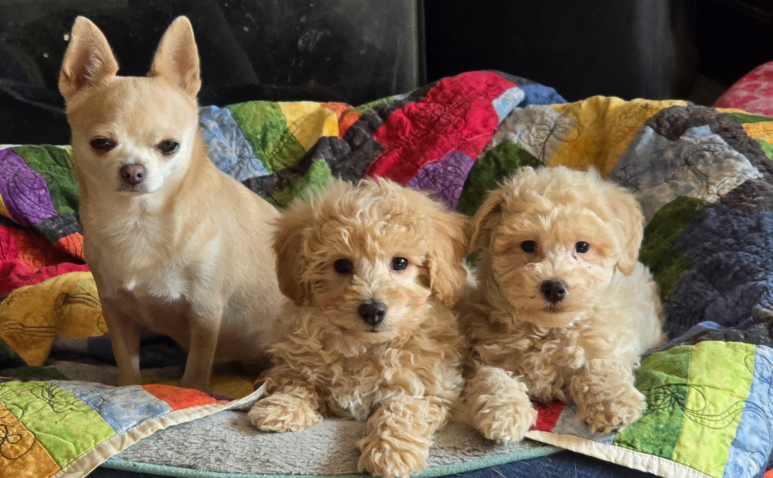 Enlarge Teddy, a ADOPTABLE mixed breed in Overland Park, KS image 2/2