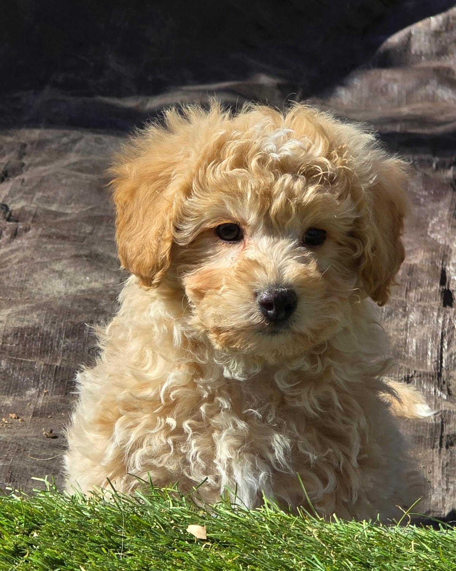 Teddy, ADOPTABLE, Puppy Male Bichon Frise & Poodle.