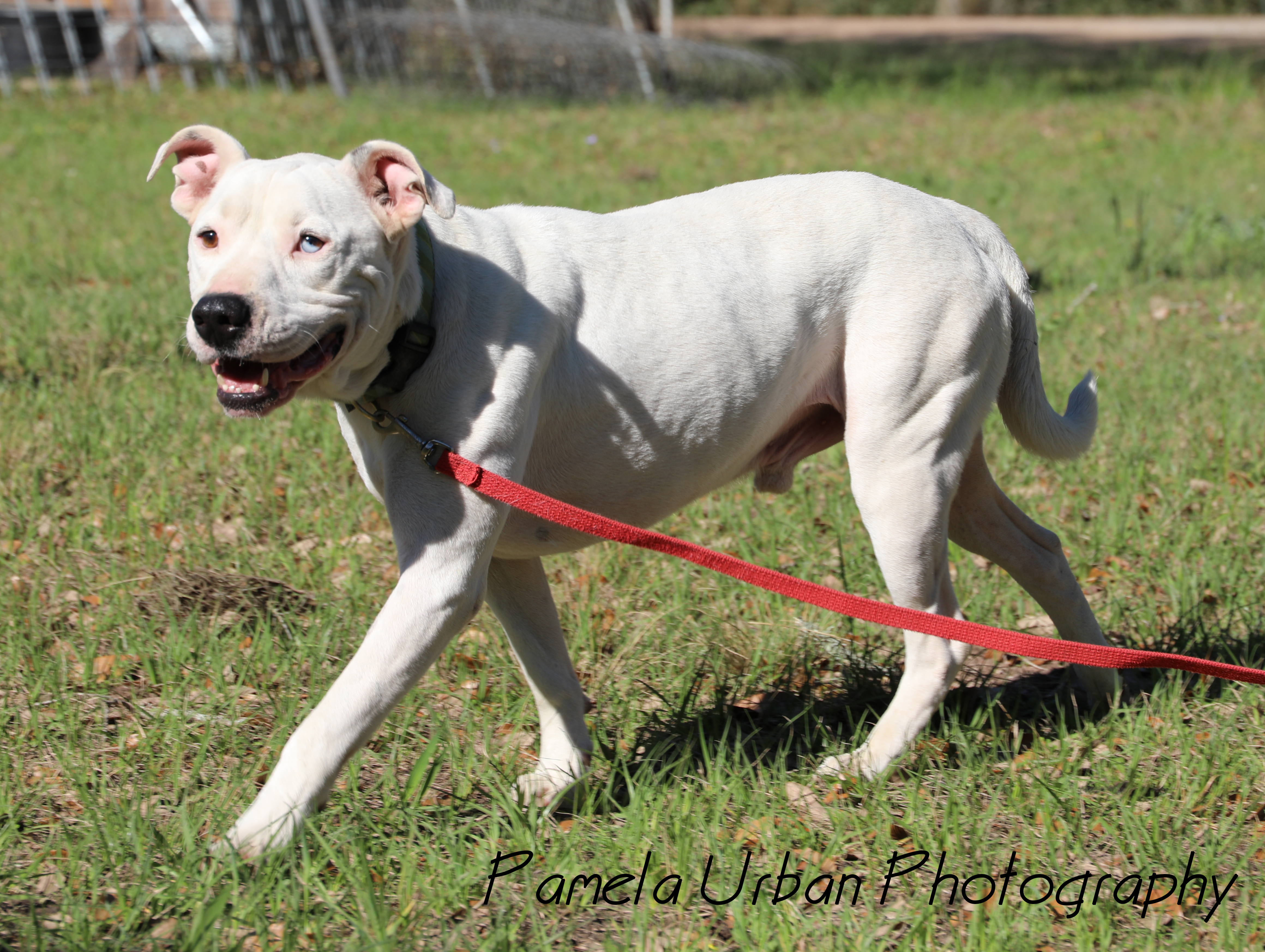 Josh, Adoptable, Young Male Terrier.