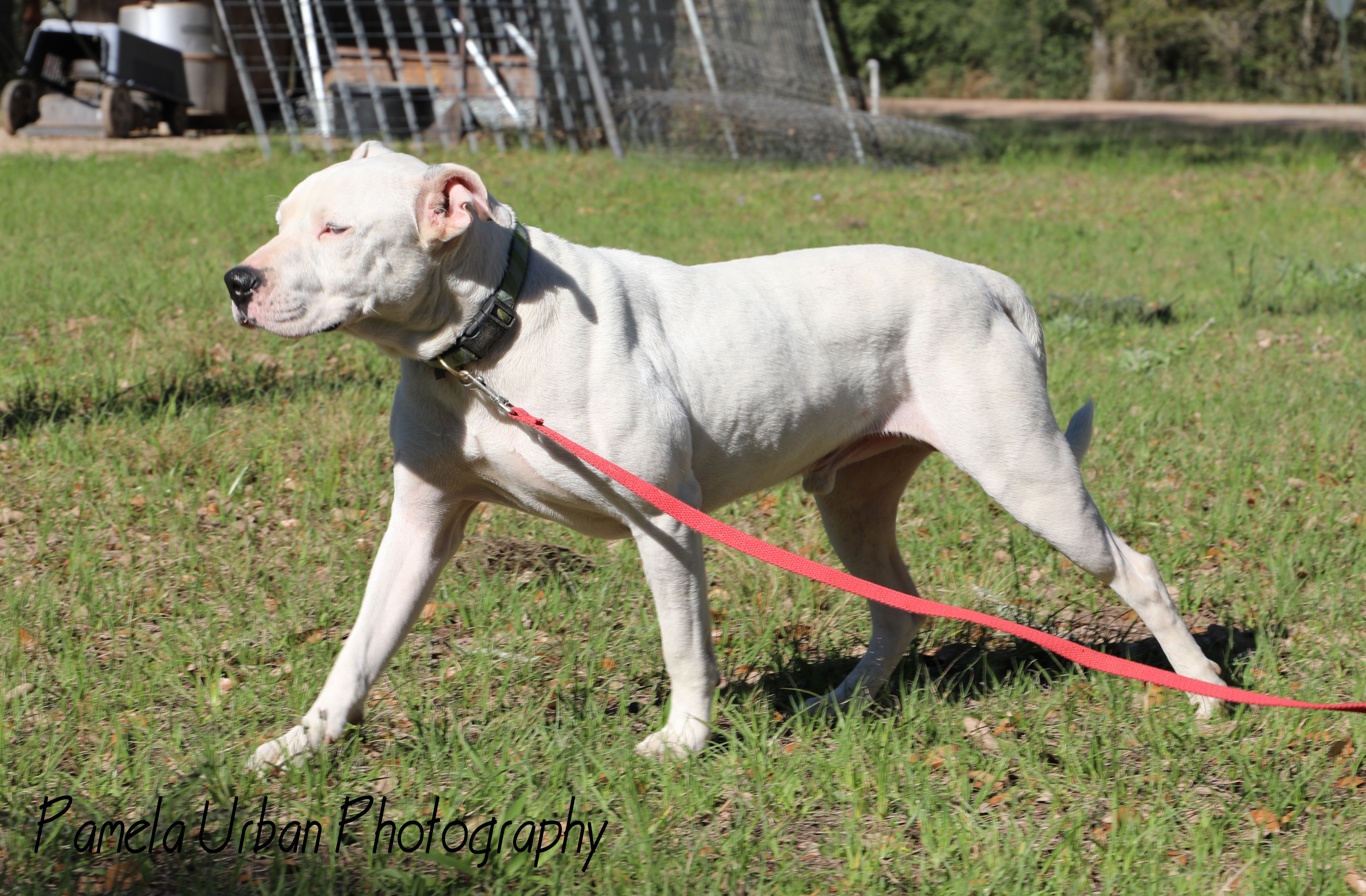 Josh, a Adoptable mixed breed in Sheridan, TX image 2/12