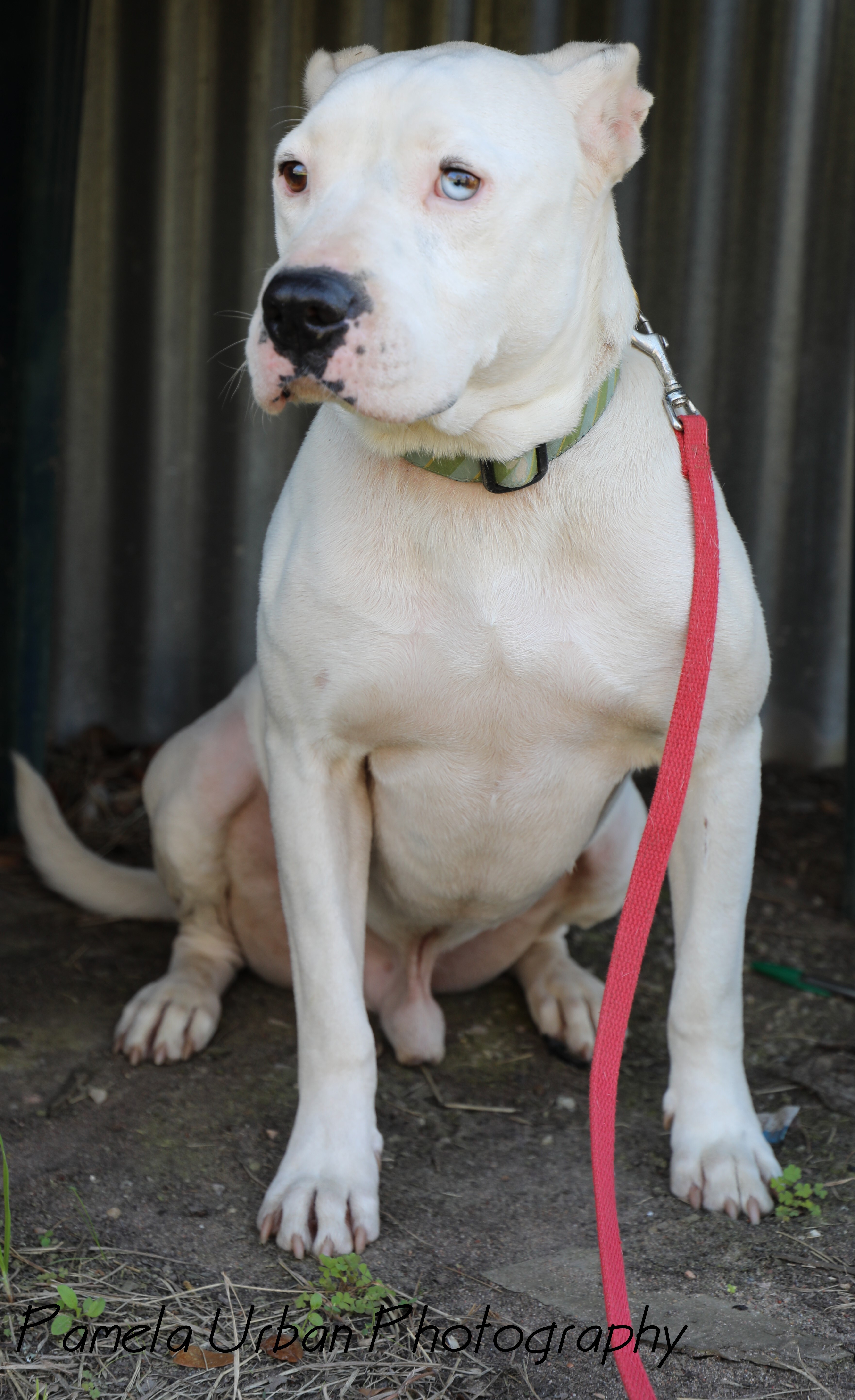 Josh, a Adoptable mixed breed in Sheridan, TX image 3/12