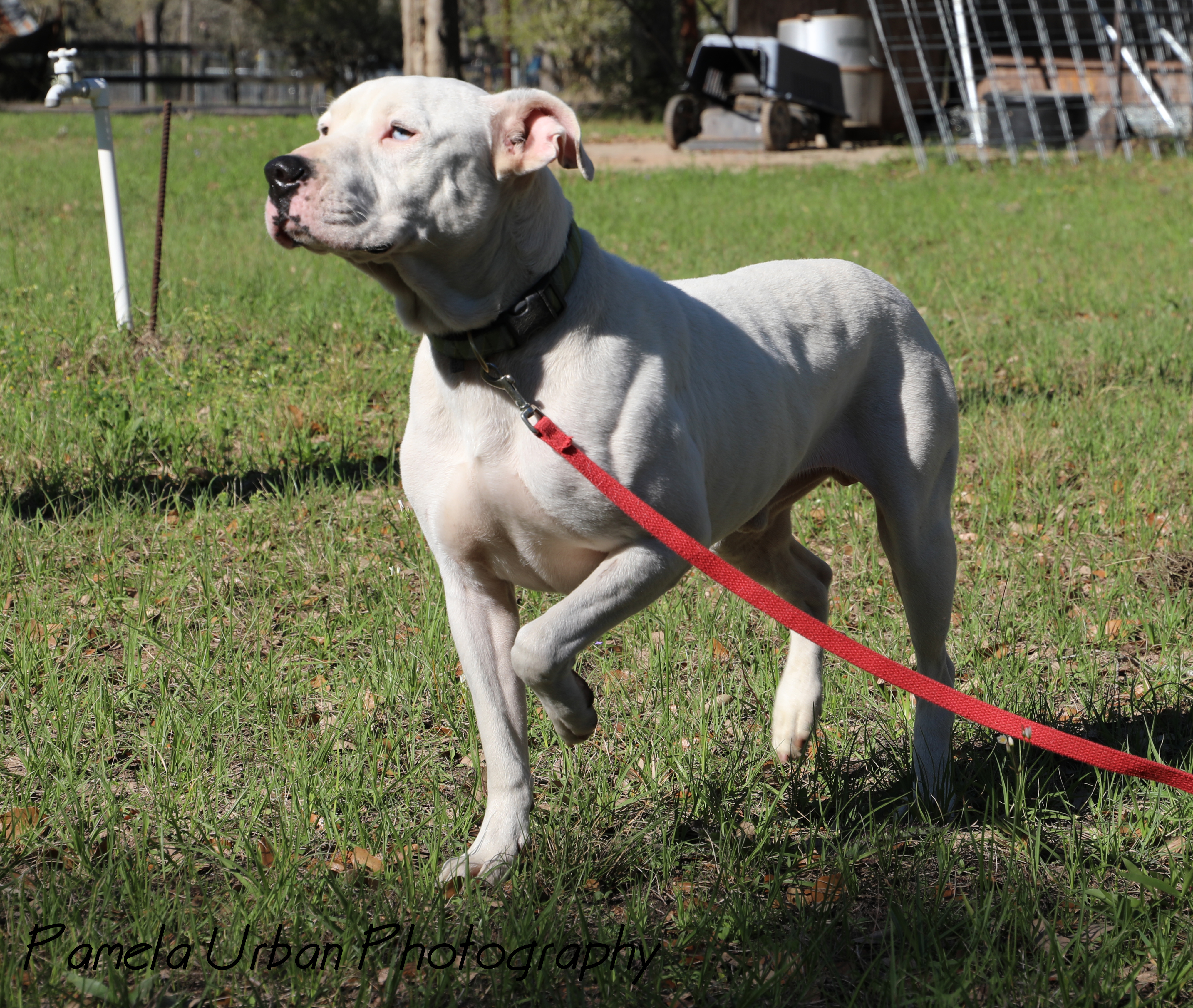 Josh, a Adoptable mixed breed in Sheridan, TX image 4/12