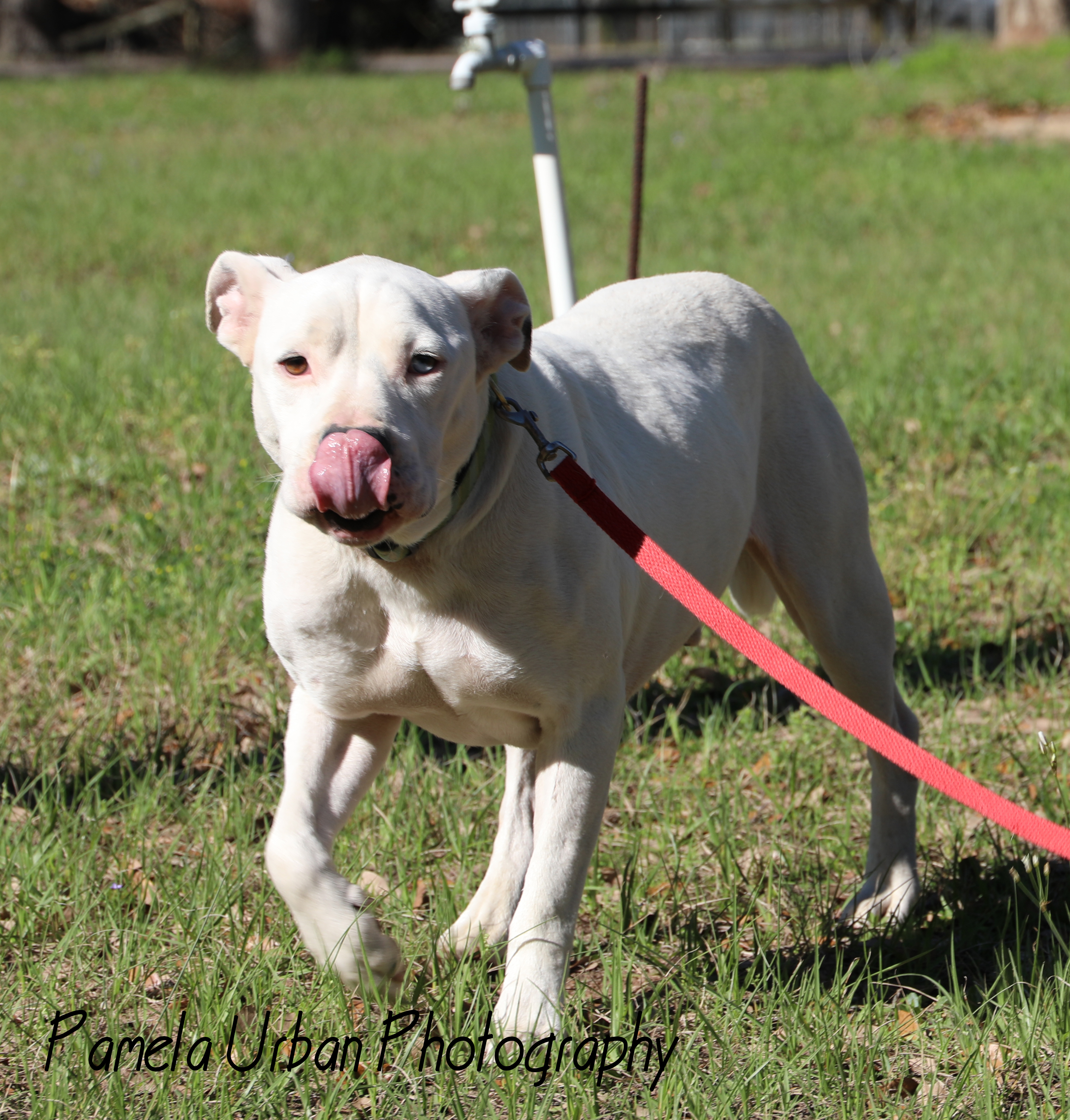 Josh, a Adoptable mixed breed in Sheridan, TX image 5/12