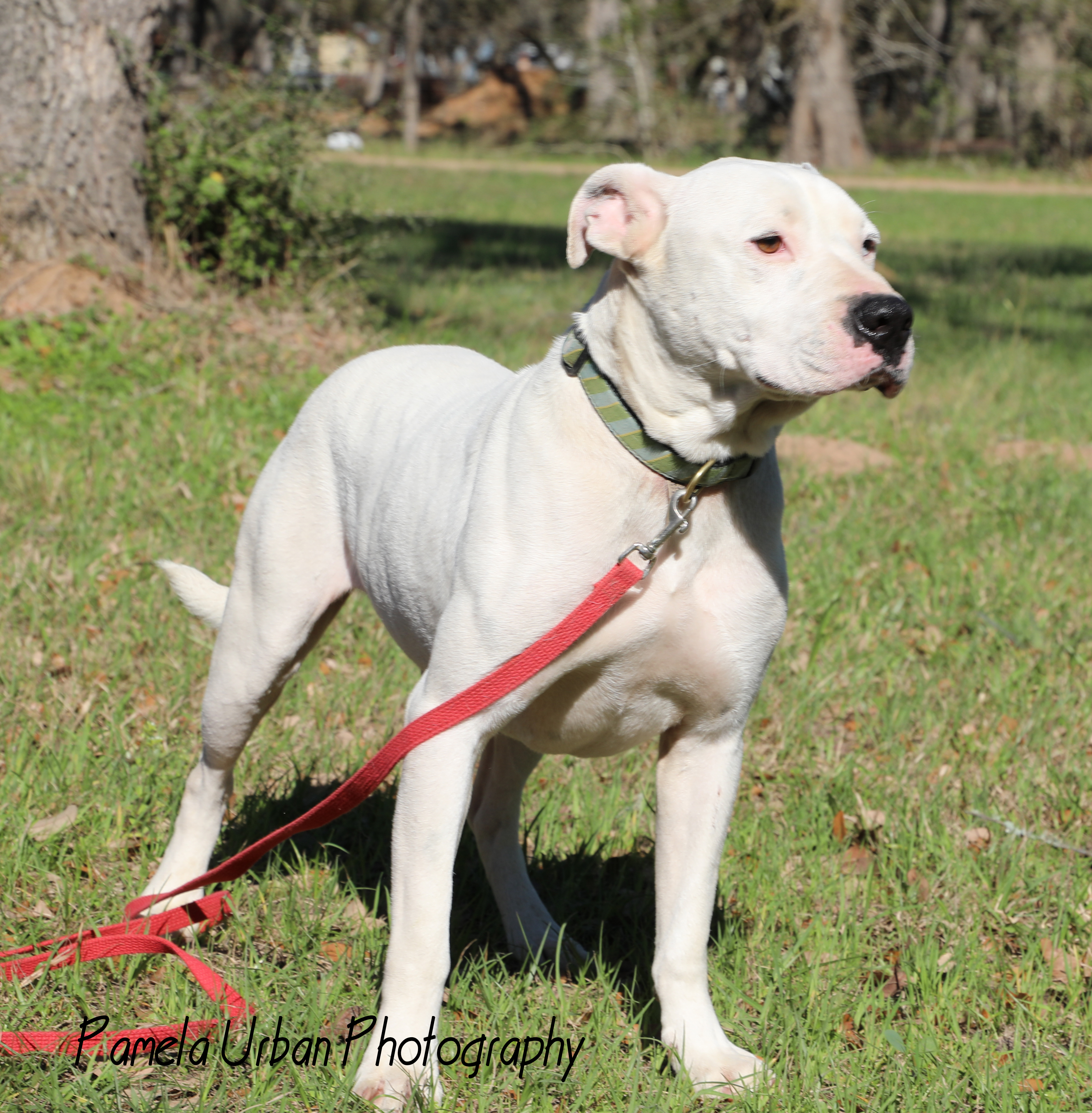 Josh, a Adoptable mixed breed in Sheridan, TX image 6/12