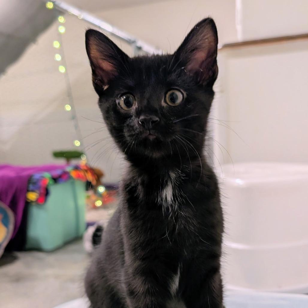 Enlarge Pickles, a Adopted Domestic Short Hair in Martinsville, IN image 1/1