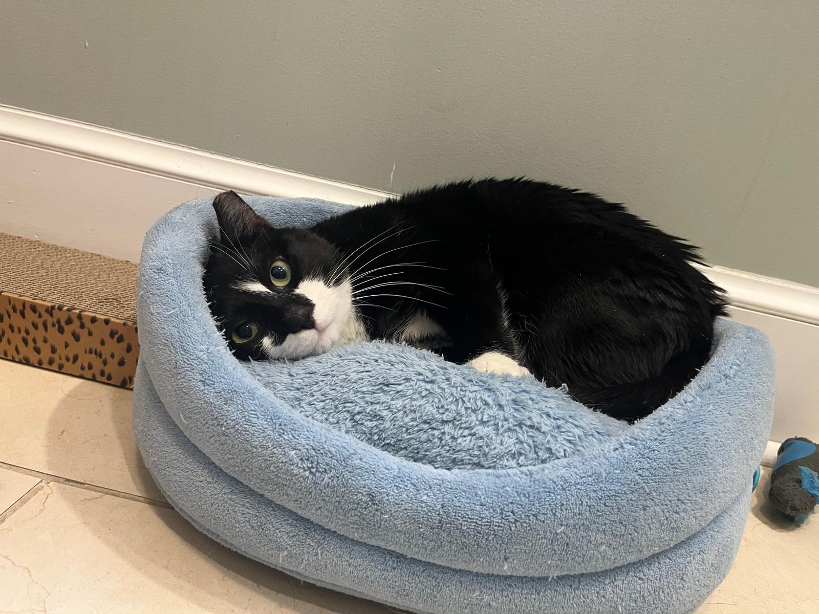 Enlarge Duke Wellington, an adopted Domestic Short Hair in Fort Belvoir, VA image 4/6