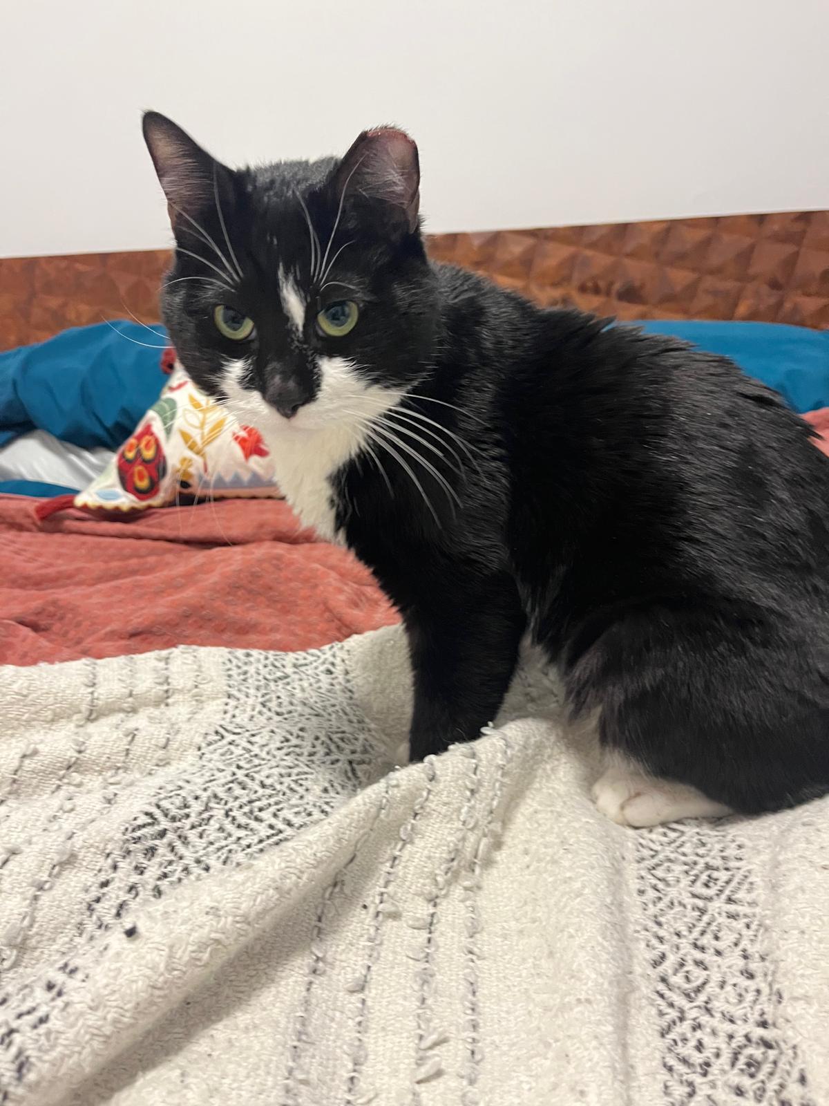 Enlarge Duke Wellington, an adopted Domestic Short Hair in Fort Belvoir, VA image 5/6