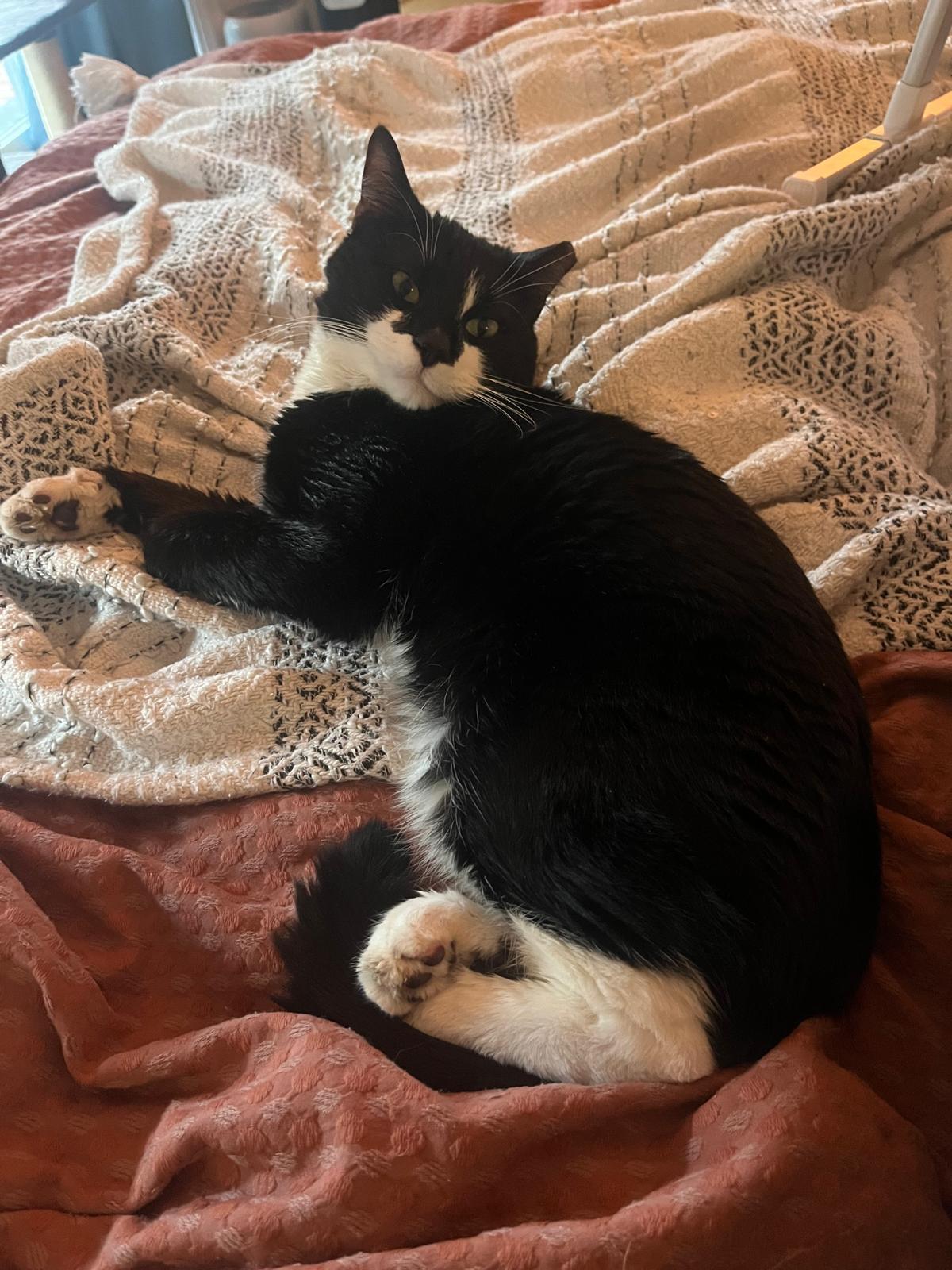 Enlarge Duke Wellington, an adopted Domestic Short Hair in Fort Belvoir, VA image 2/6