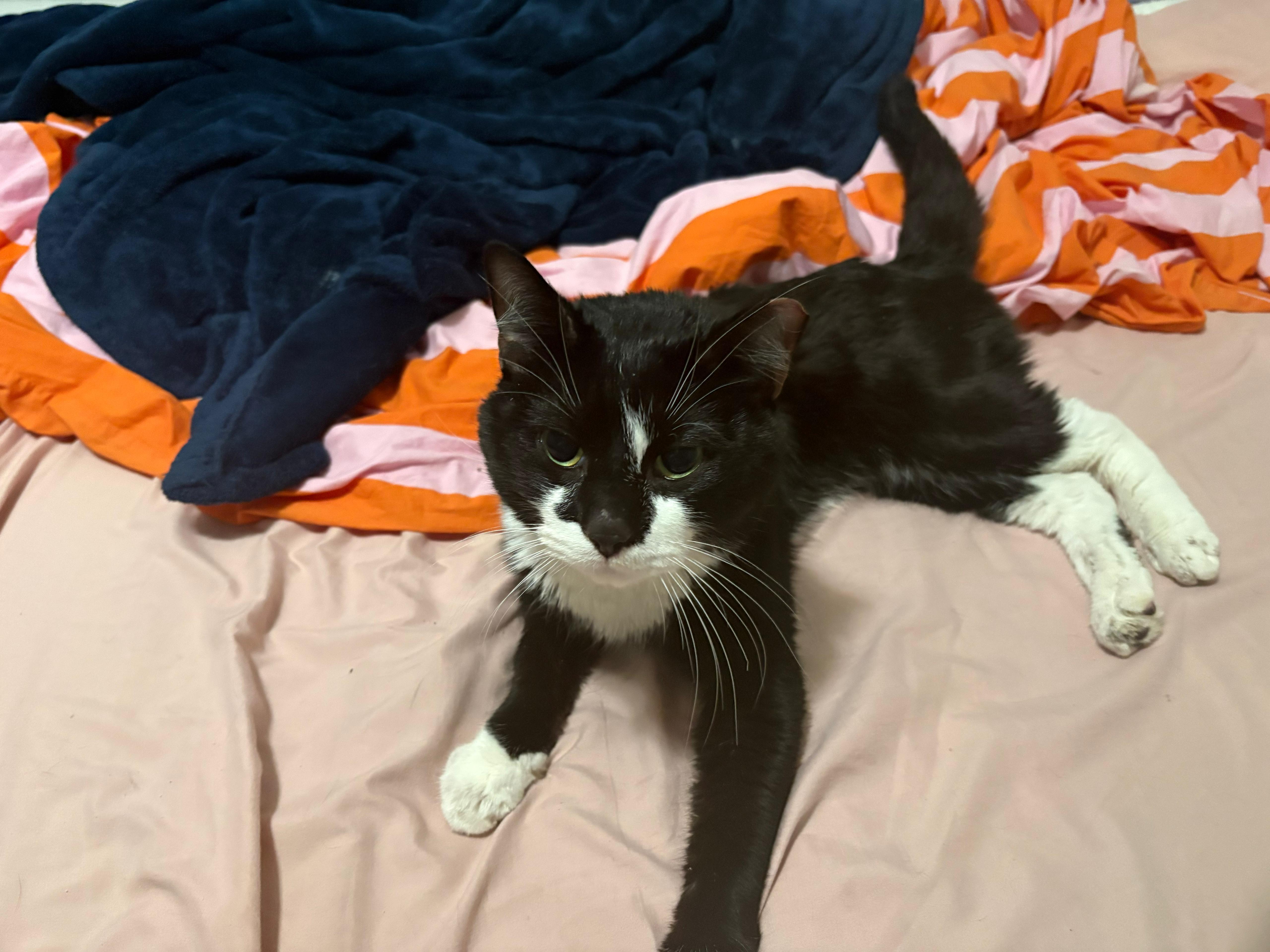 Enlarge Duke Wellington, an adopted Domestic Short Hair in Fort Belvoir, VA image 6/6