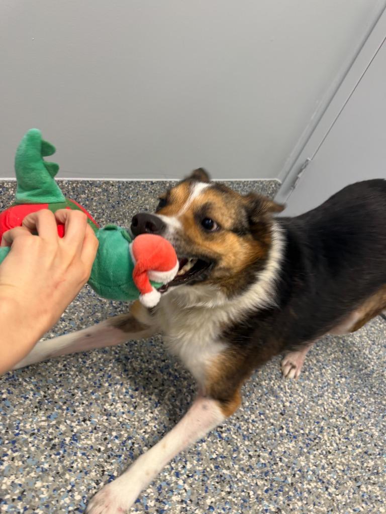 Marco (Hades), Adoptable, Adult Male Terrier & Collie.