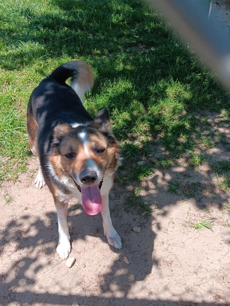 Enlarge Marco (Hades), a Adoptable mixed breed in Angola, IN image 3/6