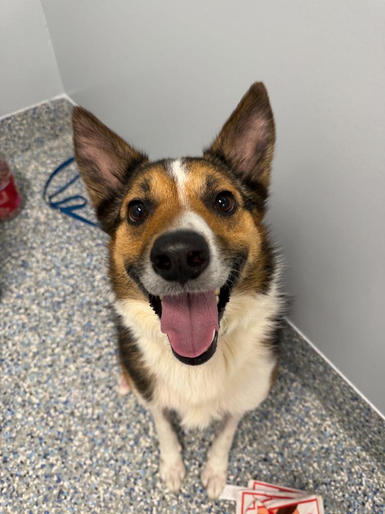 Enlarge Marco (Hades), a Adoptable mixed breed in Angola, IN image 4/6