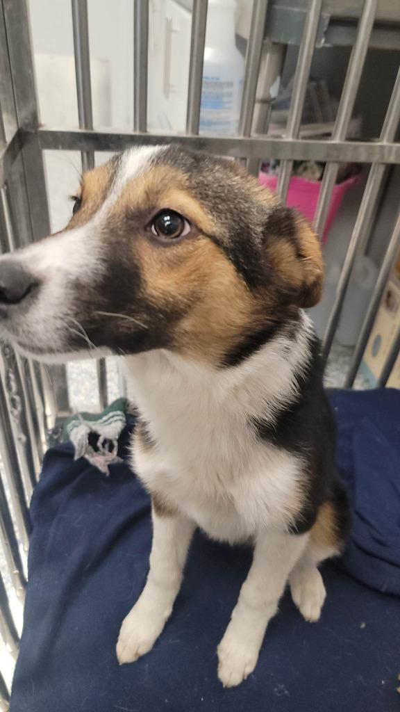 Enlarge Marco (Hades), a Adoptable mixed breed in Angola, IN image 5/6
