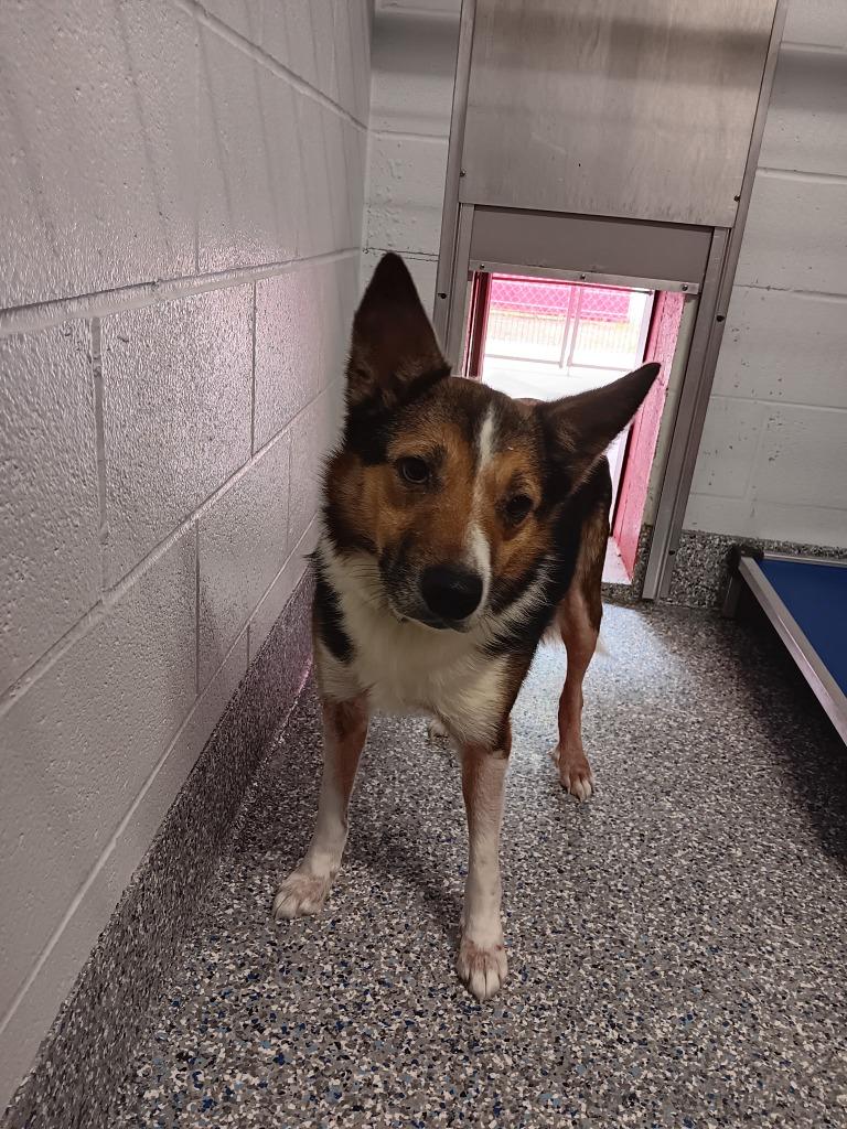 Enlarge Marco (Hades), a Adoptable mixed breed in Angola, IN image 6/6