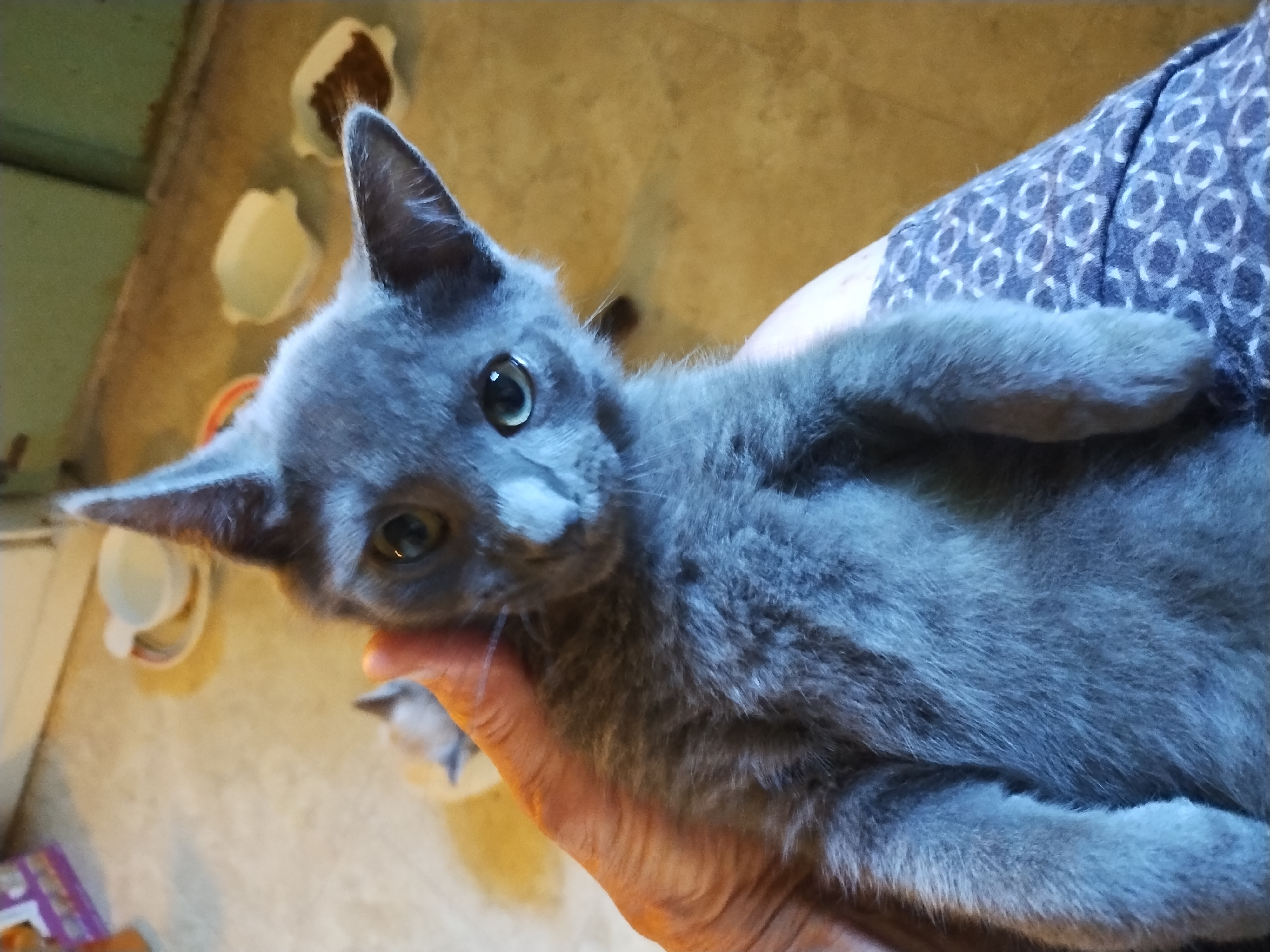 Enlarge Gray Baby, a Adopted mixed breed in Rochester, NY image 2/4