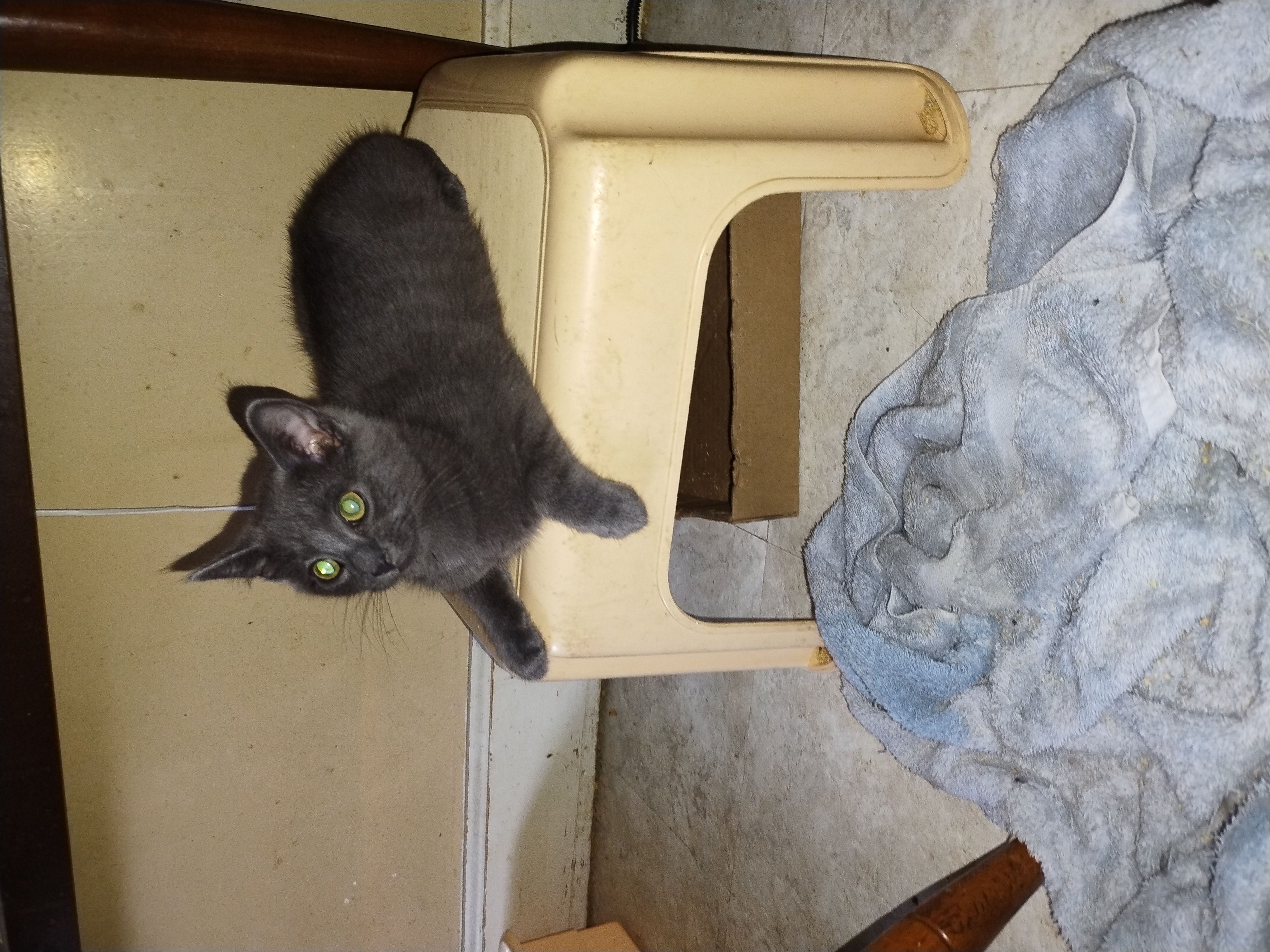 Enlarge Gray Baby, a Adopted mixed breed in Rochester, NY image 4/4