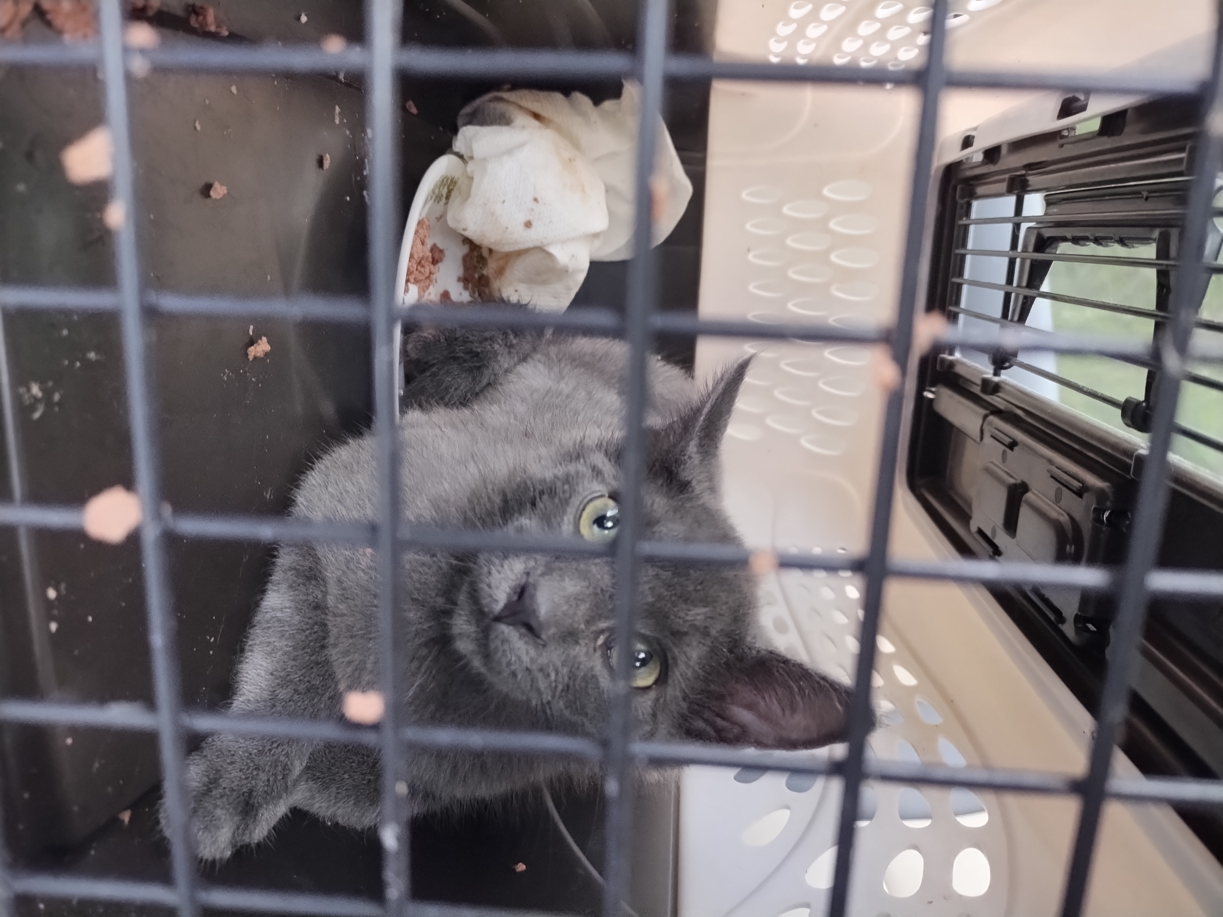 Enlarge Gray Baby, a Adopted mixed breed in Rochester, NY image 3/4