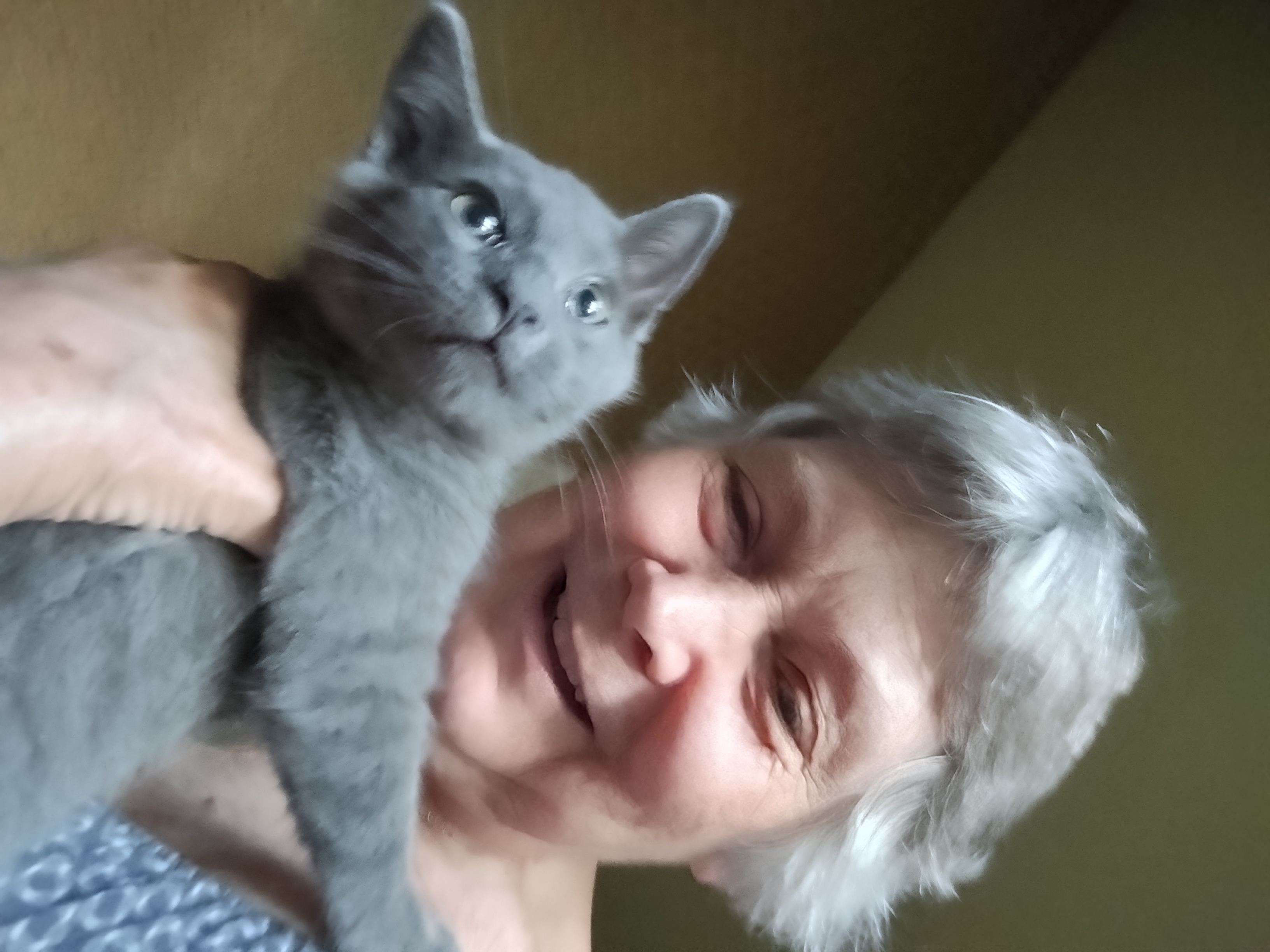 Gray Baby, Adopted, Kitten Male Domestic Short Hair & Siamese.