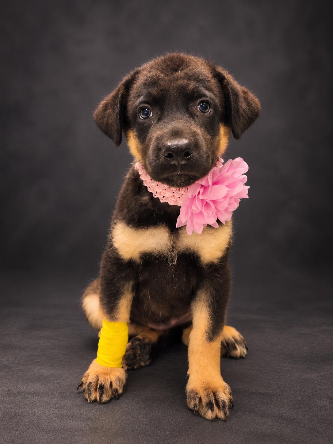 Enlarge Mary Ann A Little Island Girl, a Adoptable mixed breed in Menifee, CA image 1/2