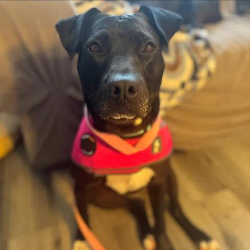 Olive, ADOPTABLE, Young Female Pit Bull Terrier.