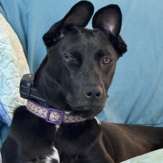 Pearl Krabbs, a Adoptable mixed breed in Cincinnati, OH image 1/5