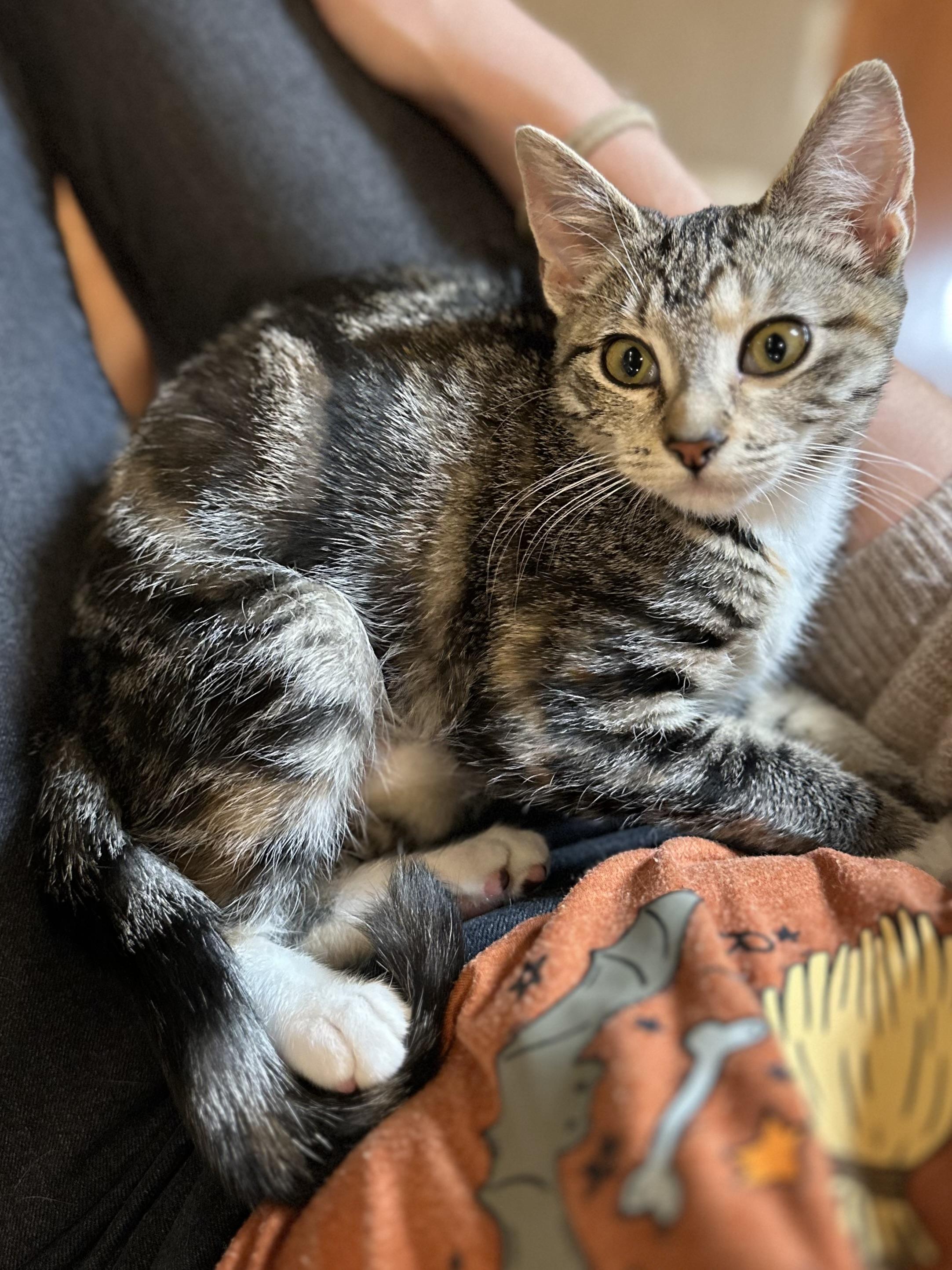 Fiona, Adoptable, Kitten Female Domestic Short Hair.