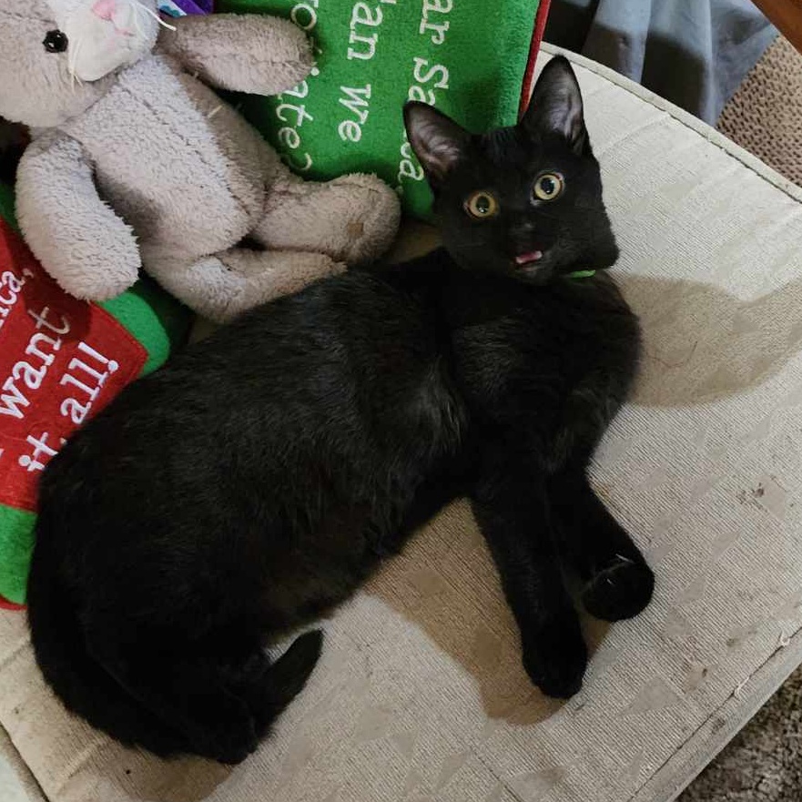 Sporty, Young Female Domestic Short Hair